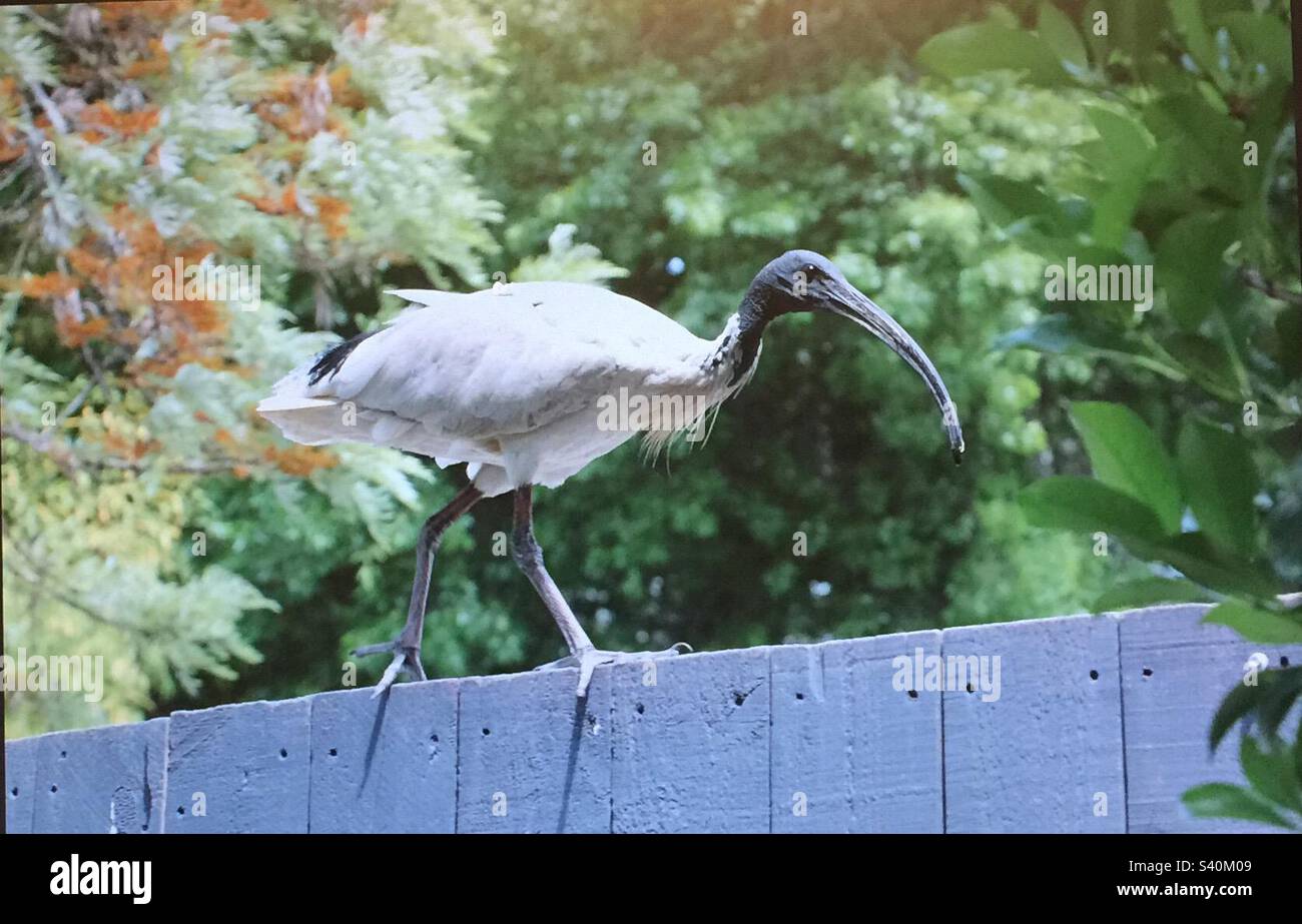 Oiseaux d'Australie, ibis blanc australien, faune - Image de stock capturée avec un smartphone