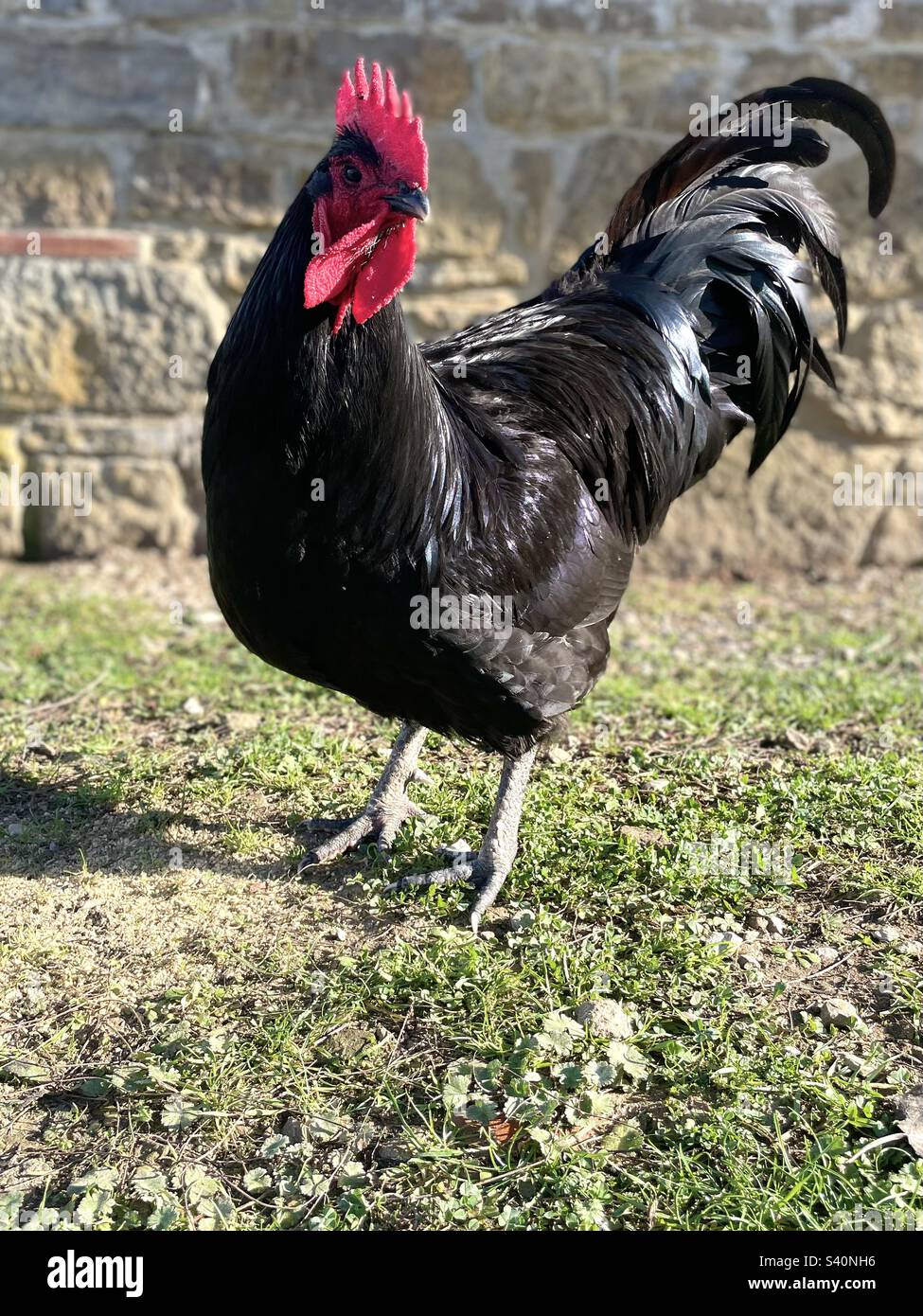 Le jeune rooster Australorp, avec un regard heureux, est debout au soleil à côté d'une grange de ferme avec une pierre. Ses plumes sont noires et vertes et brillantes et sa queue est élégante. Banque D'Images