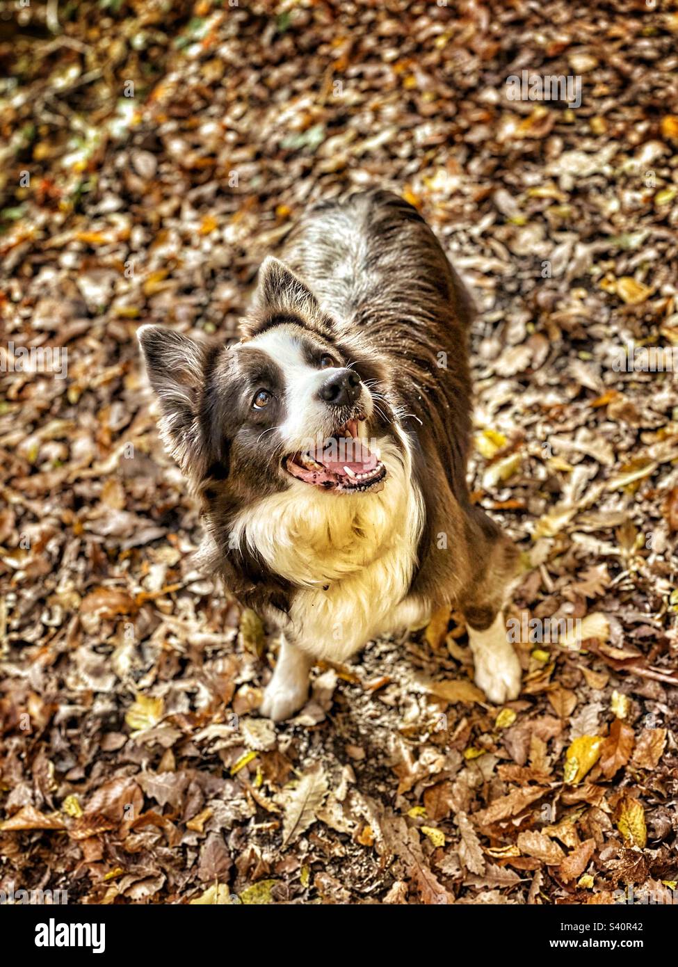 Border collie dans les bois d'automne Banque D'Images