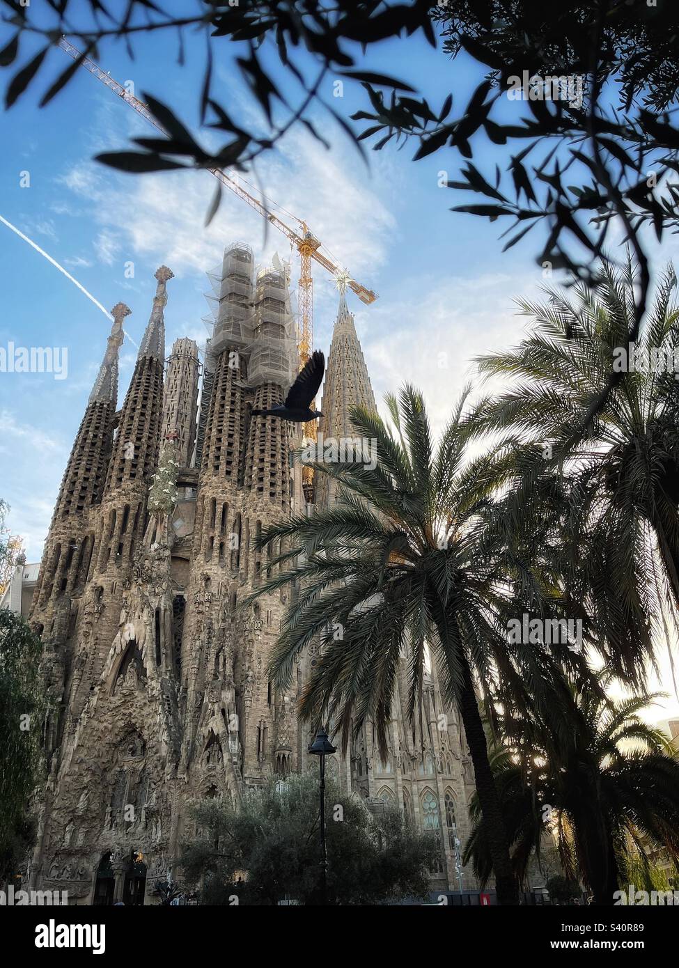 La façade de la Nativité d'Antoni Gaudí et la crypte de la Basílica de la Sagrada Família, Barcelone, vue à travers les arbres dans le parc local avec des oiseaux en vol Barcelone, Espagne - Image de stock capturée avec un smartphone