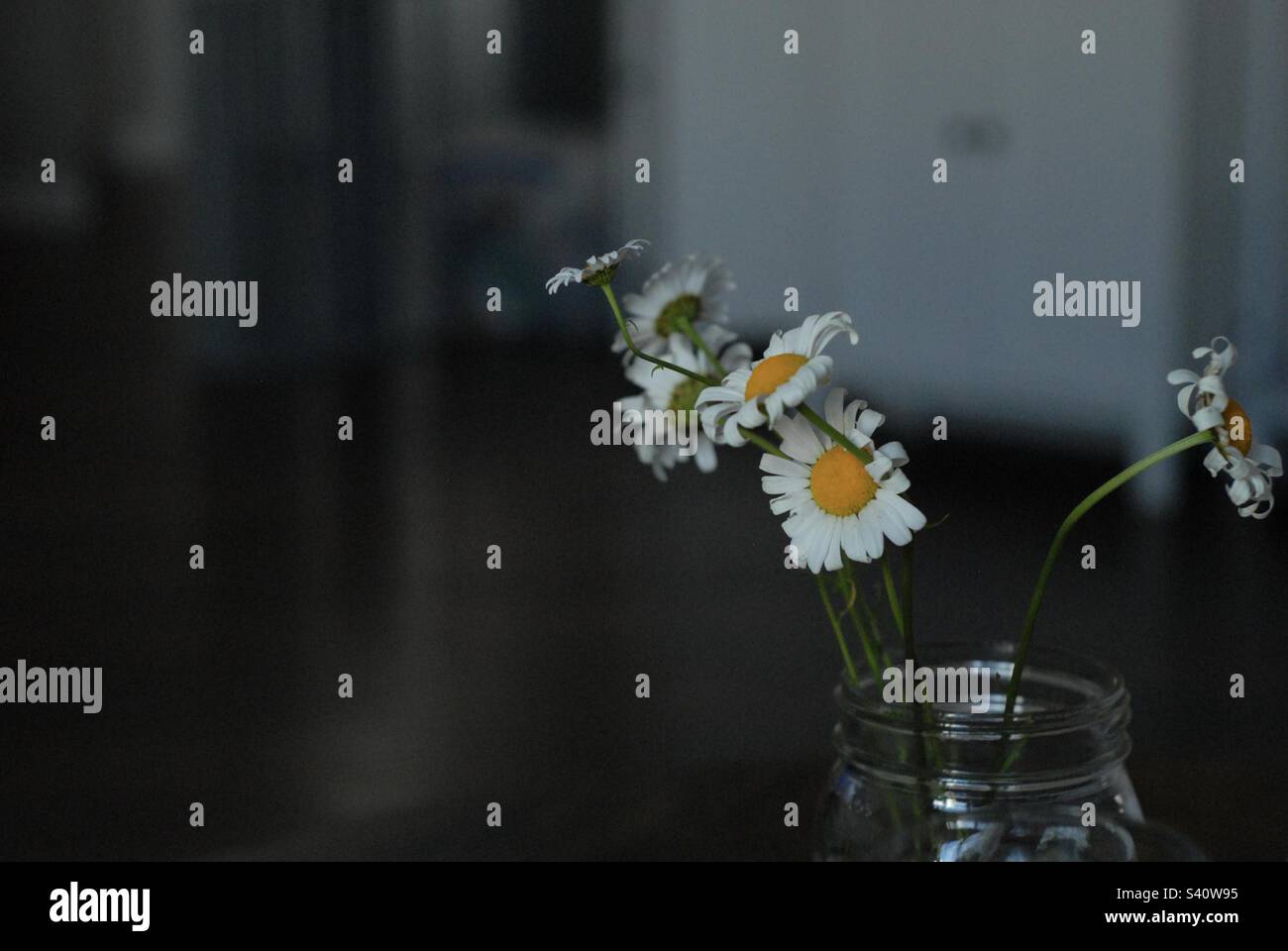 Les pâquerettes illuminent l'obscurité Banque D'Images