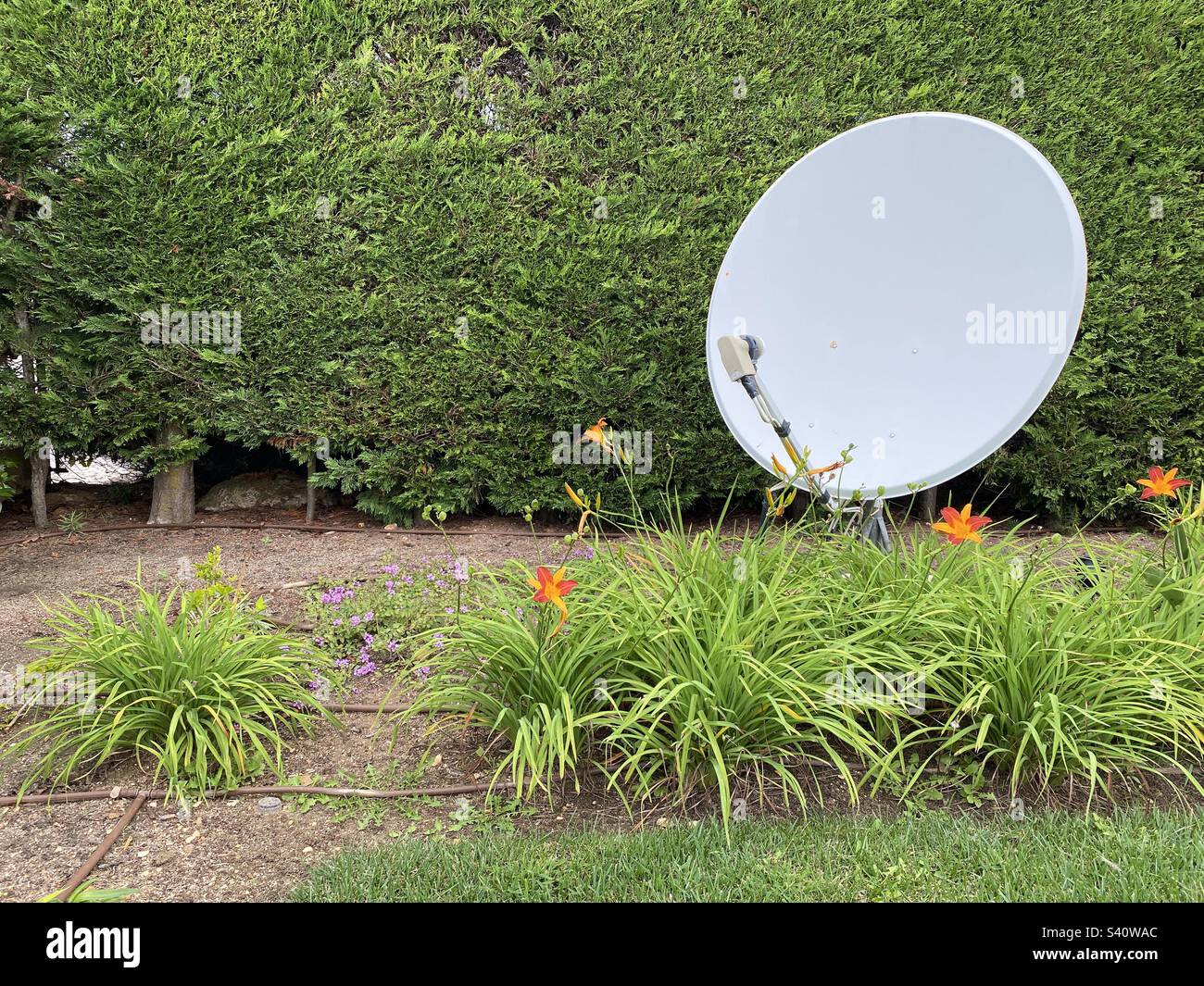 Plat satellite dans le jardin Banque D'Images