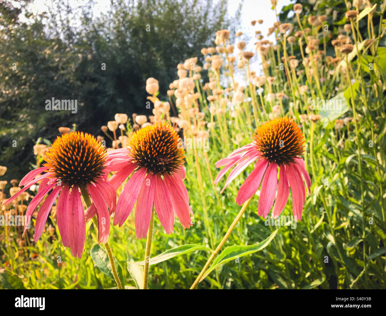 Echinacea fleurit dans un jardin Banque D'Images