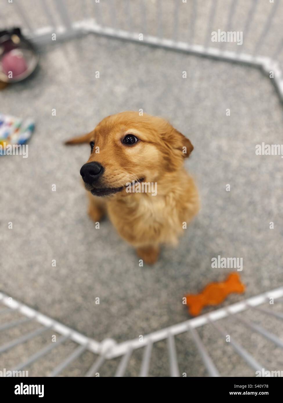 Mignon Golden Retriever chiot dans le magasin local d'animaux de compagnie Banque D'Images
