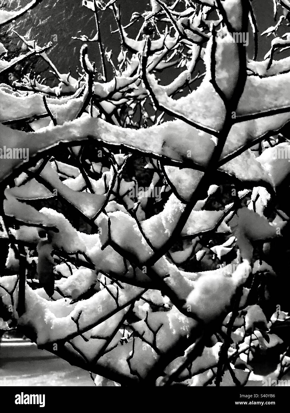 Arbres couverts de neige en noir et blanc. Banque D'Images
