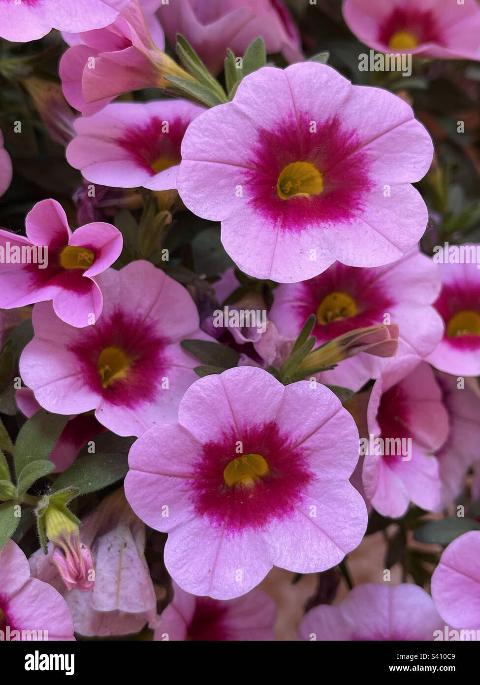 Fleurs roses - Image de stock capturée avec un smartphone