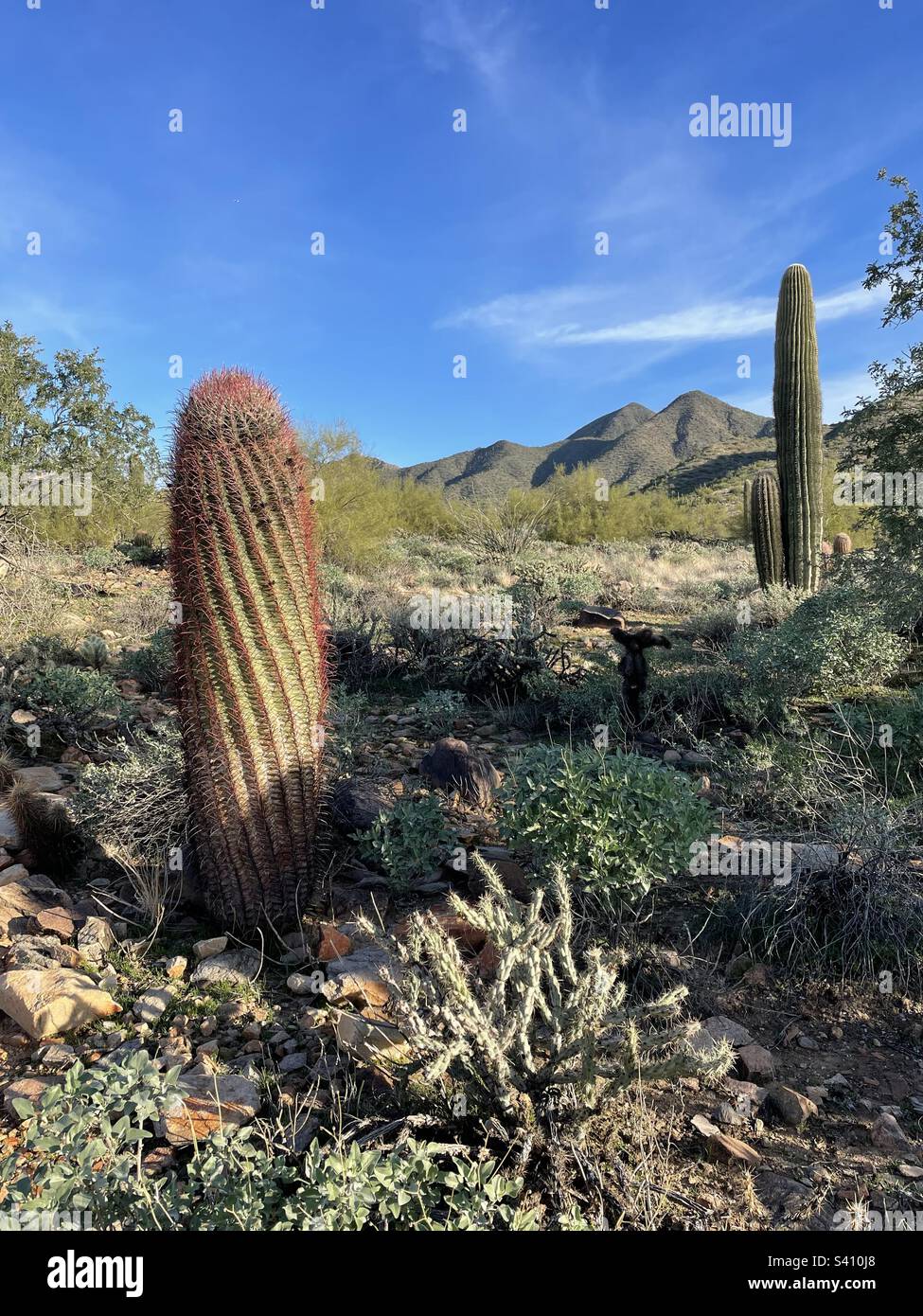 Cactus à canon torsadé, cactus Cholla, buissons fragiles en premier plan, ciel bleu brillant, montagnes McDowell et cactus Saguaro en arrière-plan, sentier Lost Dog, désert de Sonoran, Phoenix, Arizona Banque D'Images