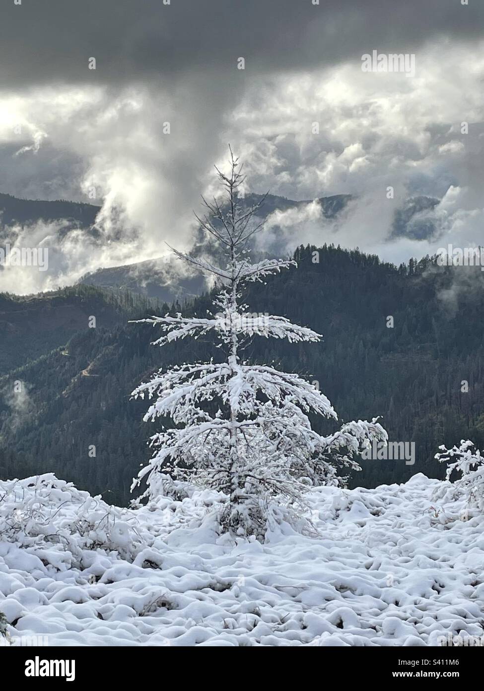 Snow Oregon Woods nature Gods Country Banque D'Images