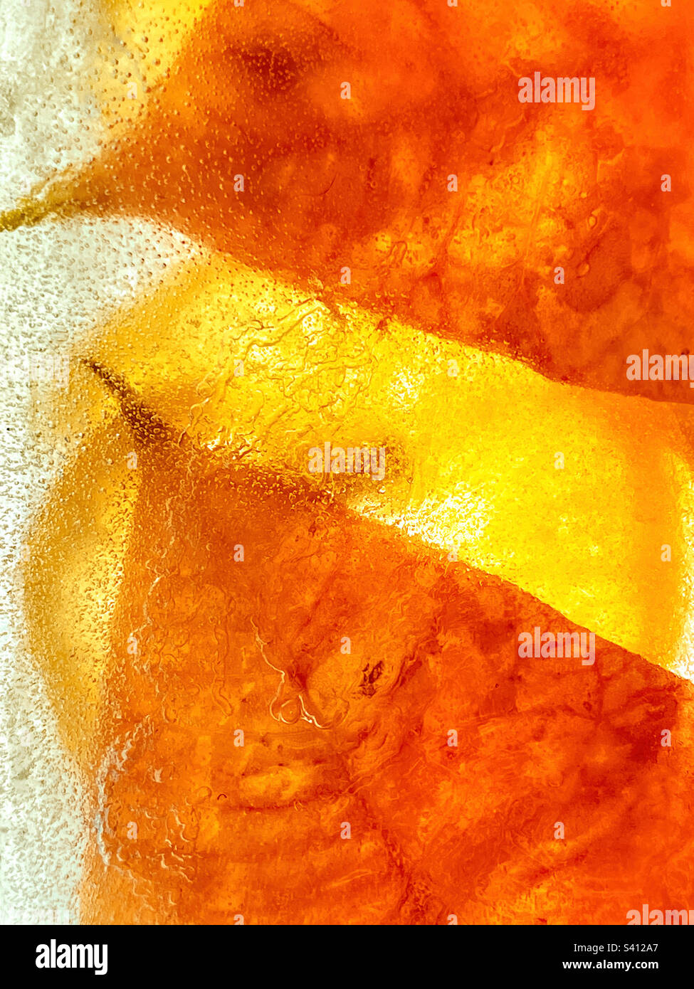 Feuilles de poinsettia et tranches de citron congelées dans de la glace avec de l'eau de fusion montrant des bulles de gaz. Banque D'Images