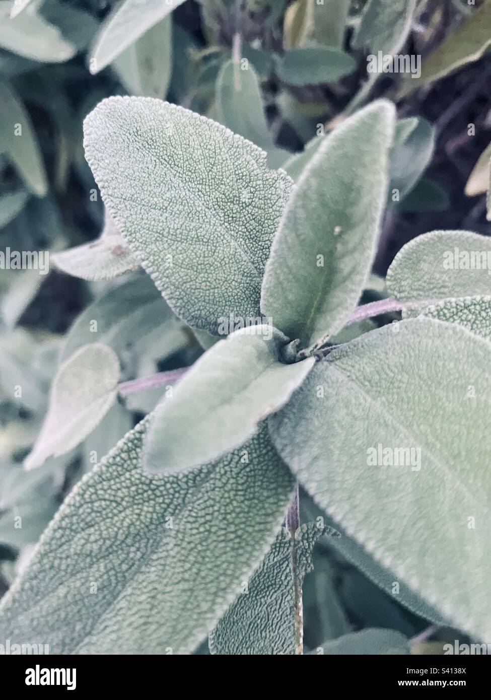 Salvia officinalis, ou sauge commune, vivace poussant dans le jardin, une plante qui a à la fois des usages culinaires et médicinaux. Banque D'Images