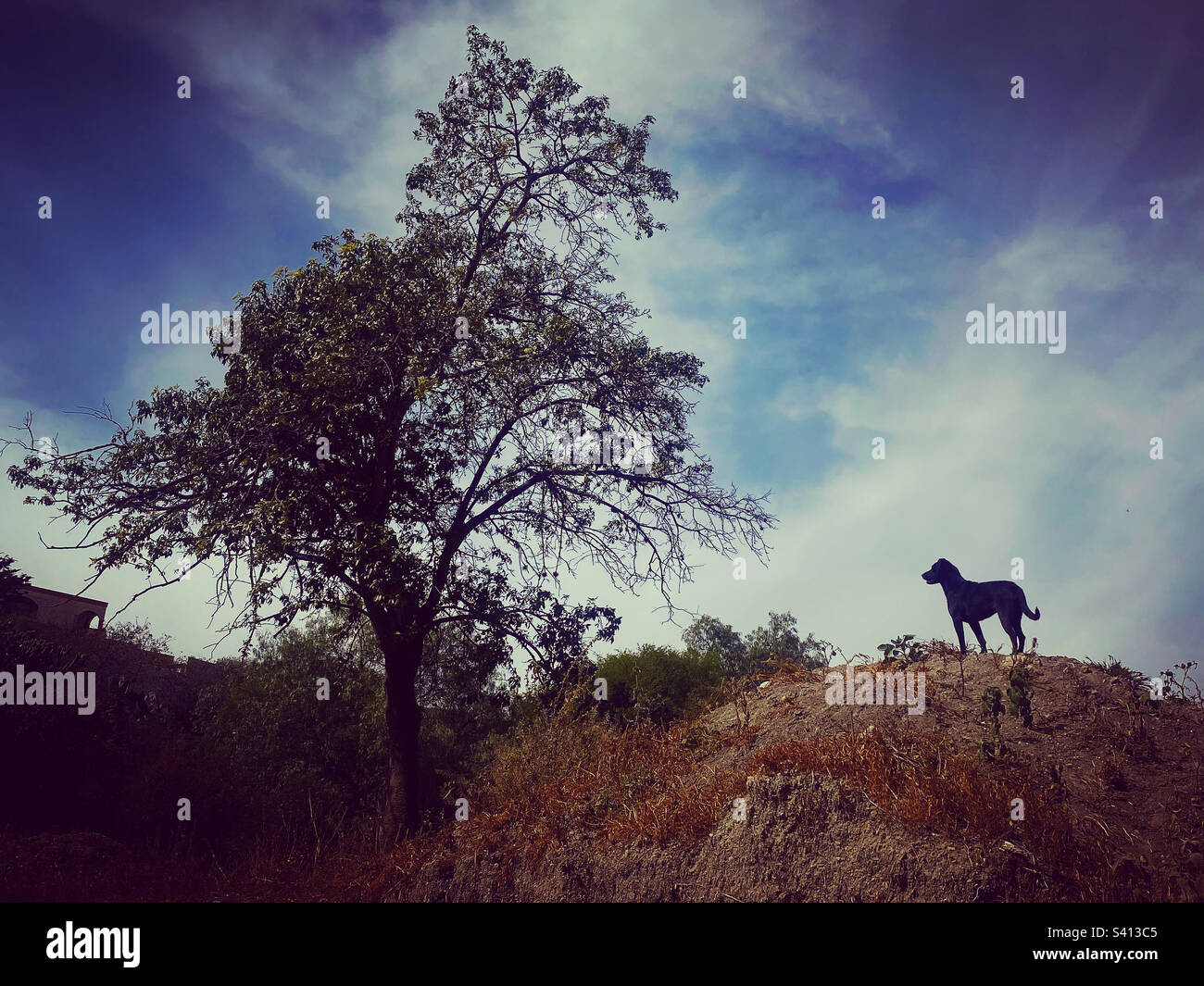 Un chien noir stans sur une colline près d'un arbre à San Sebastian Bernal, Queretaro, Mexique - Image de stock capturée avec un smartphone