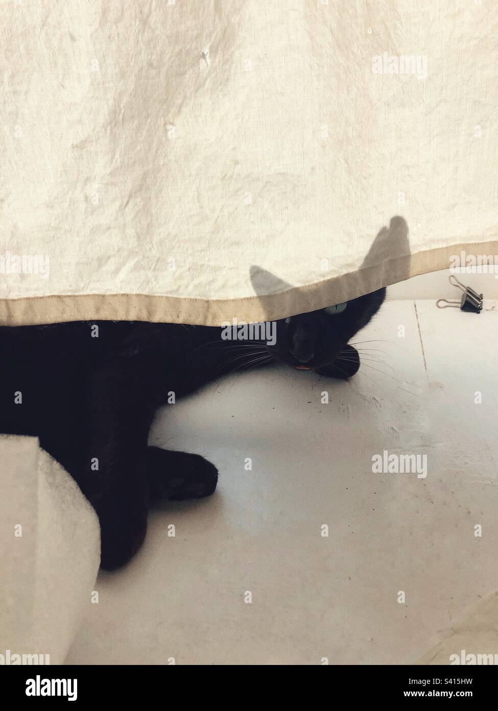 Chat noir se cachant derrière un rideau blanc Banque D'Images