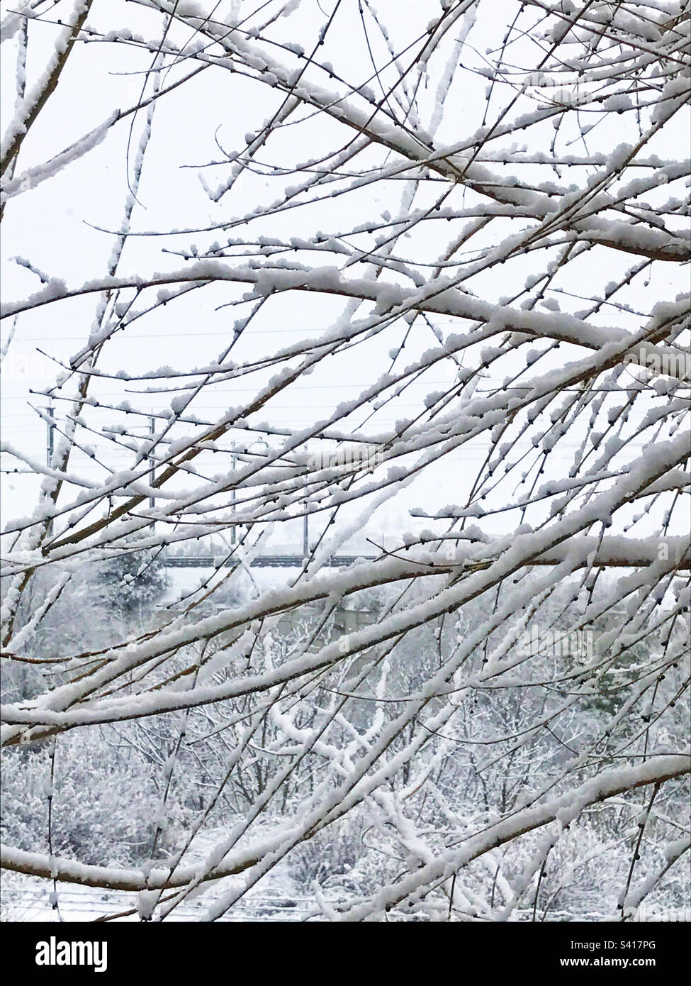 Couvert de neige des branches - Image de stock capturée avec un smartphone