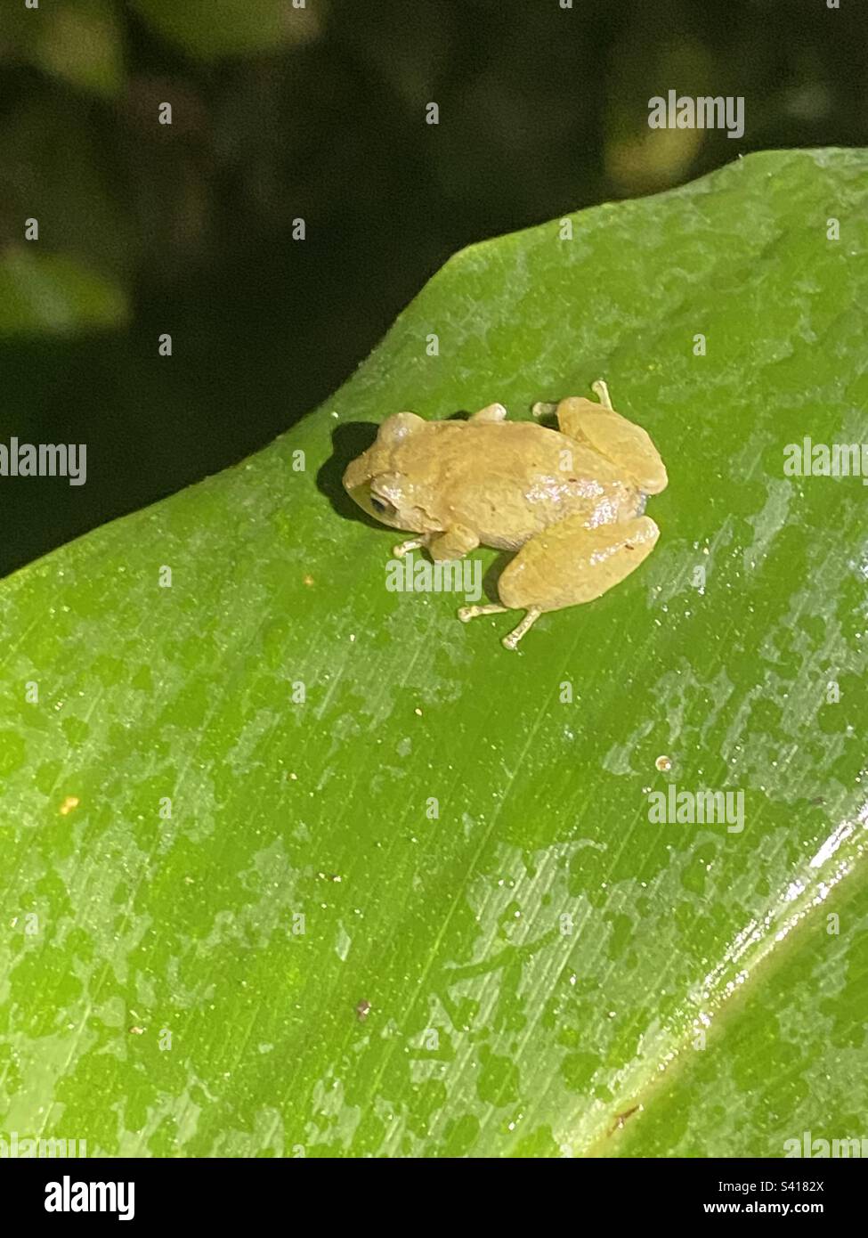 Une petite grenouille sur une grande feuille dans la forêt costaricaine la nuit Banque D'Images