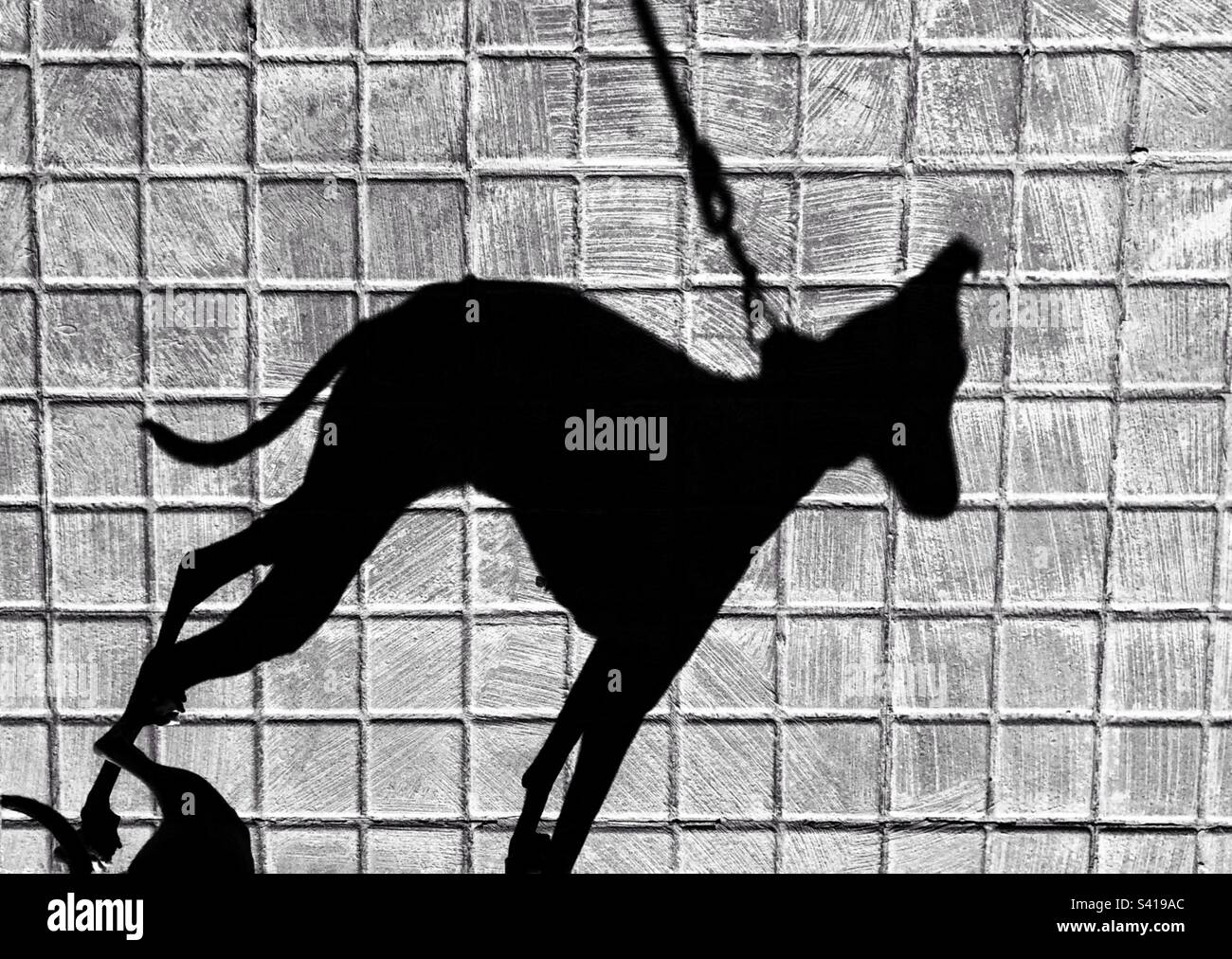 Ombre d'un chien greyhound italien en noir et blanc Banque D'Images