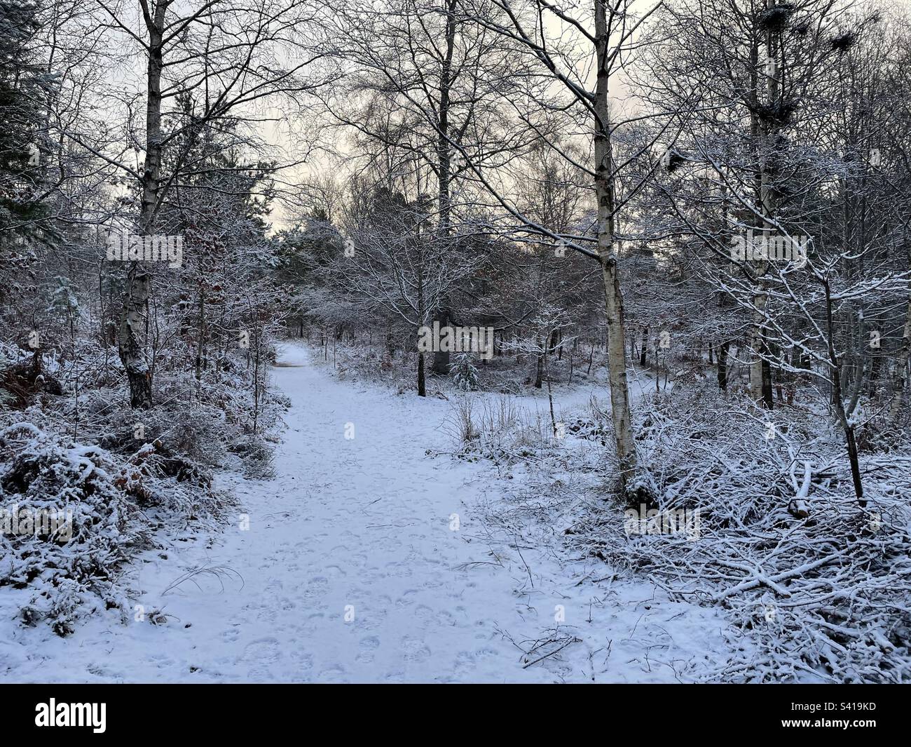 Une promenade d'hiver dans la neige. Banque D'Images