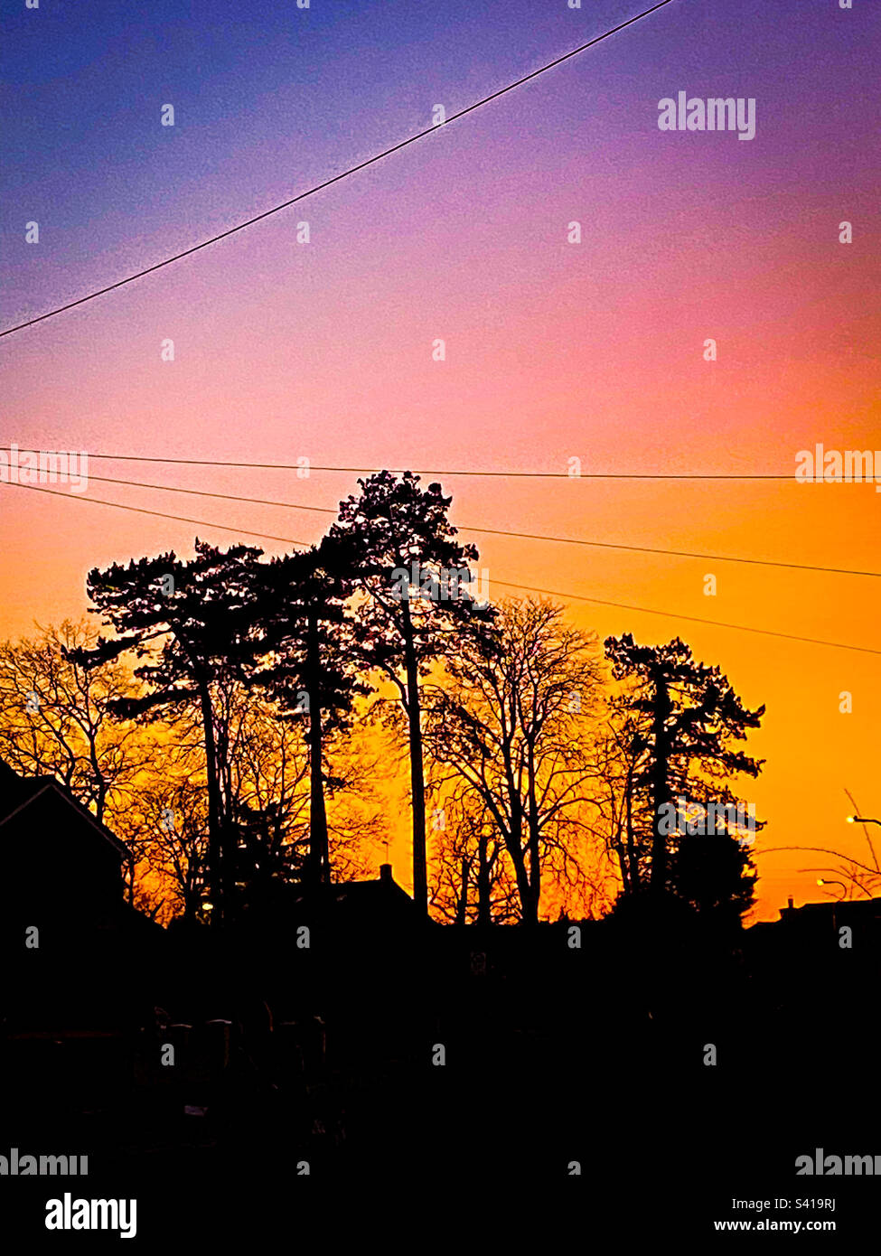 Arbres en silhouette contre un ciel coloré le matin au lever du soleil. Banque D'Images