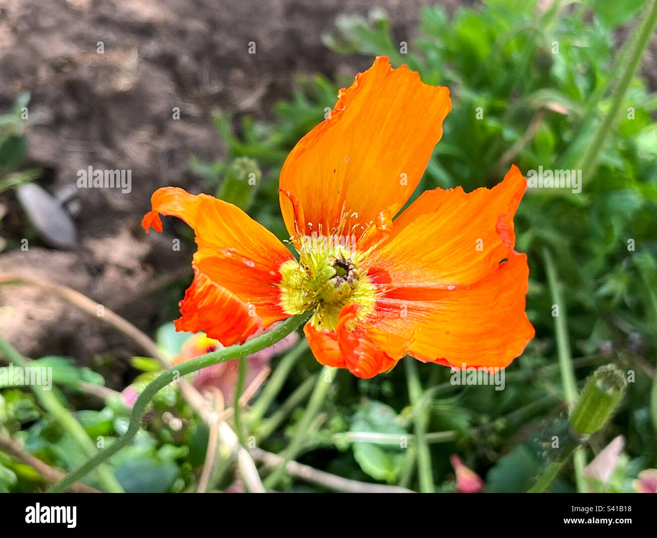 Fleur de pavot orange en fleur dans un jardin australien - Image de stock capturée avec un smartphone