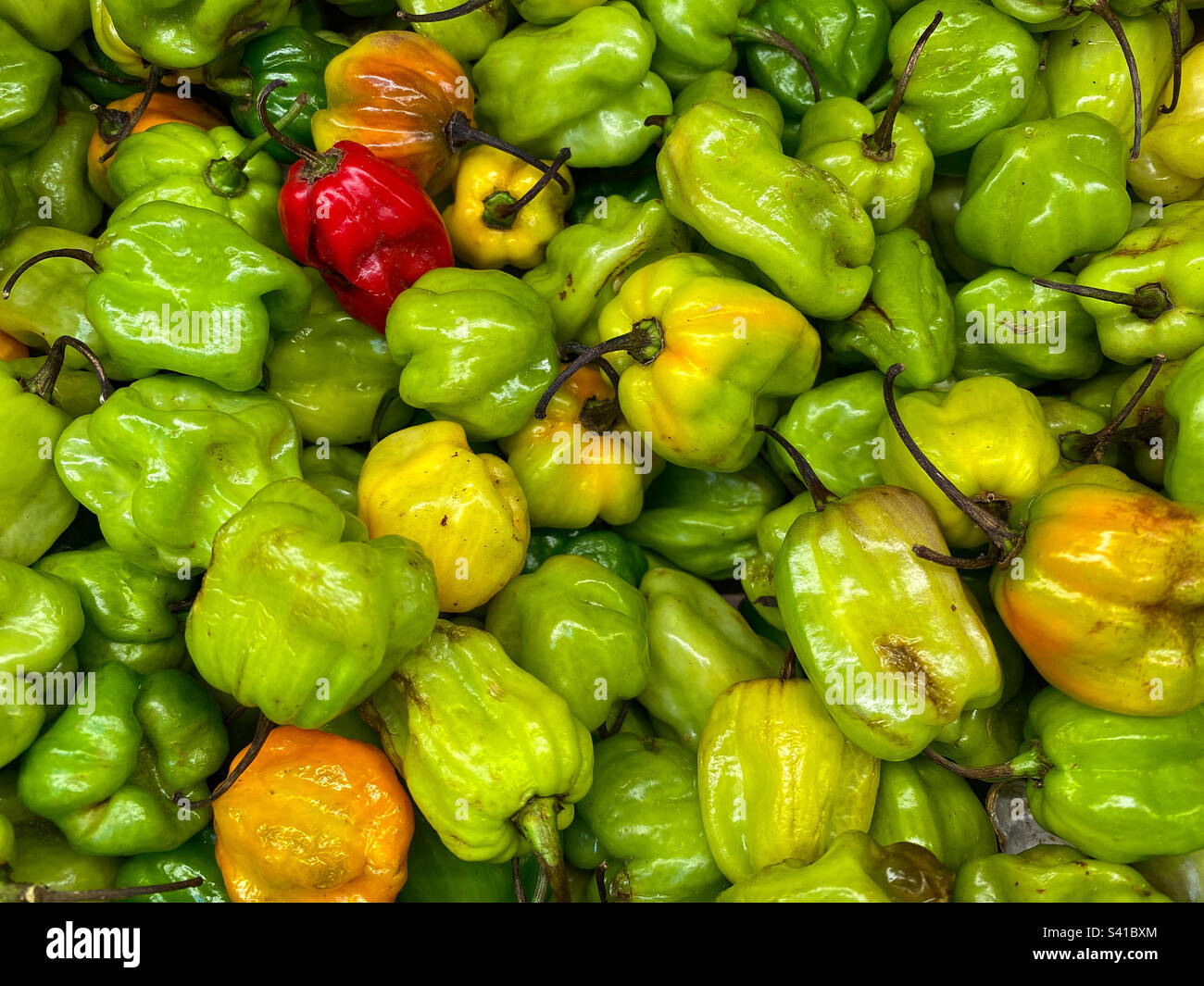 Piments forts en solde dans un magasin Banque D'Images