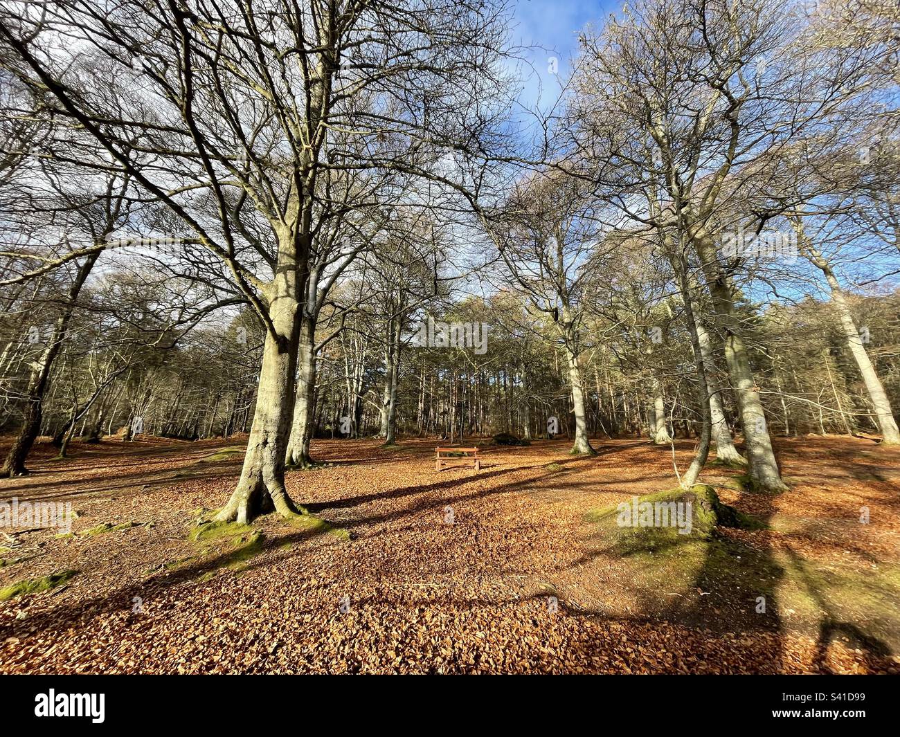 Forêt de Quarrelwood à Elgin, Moray. Banque D'Images