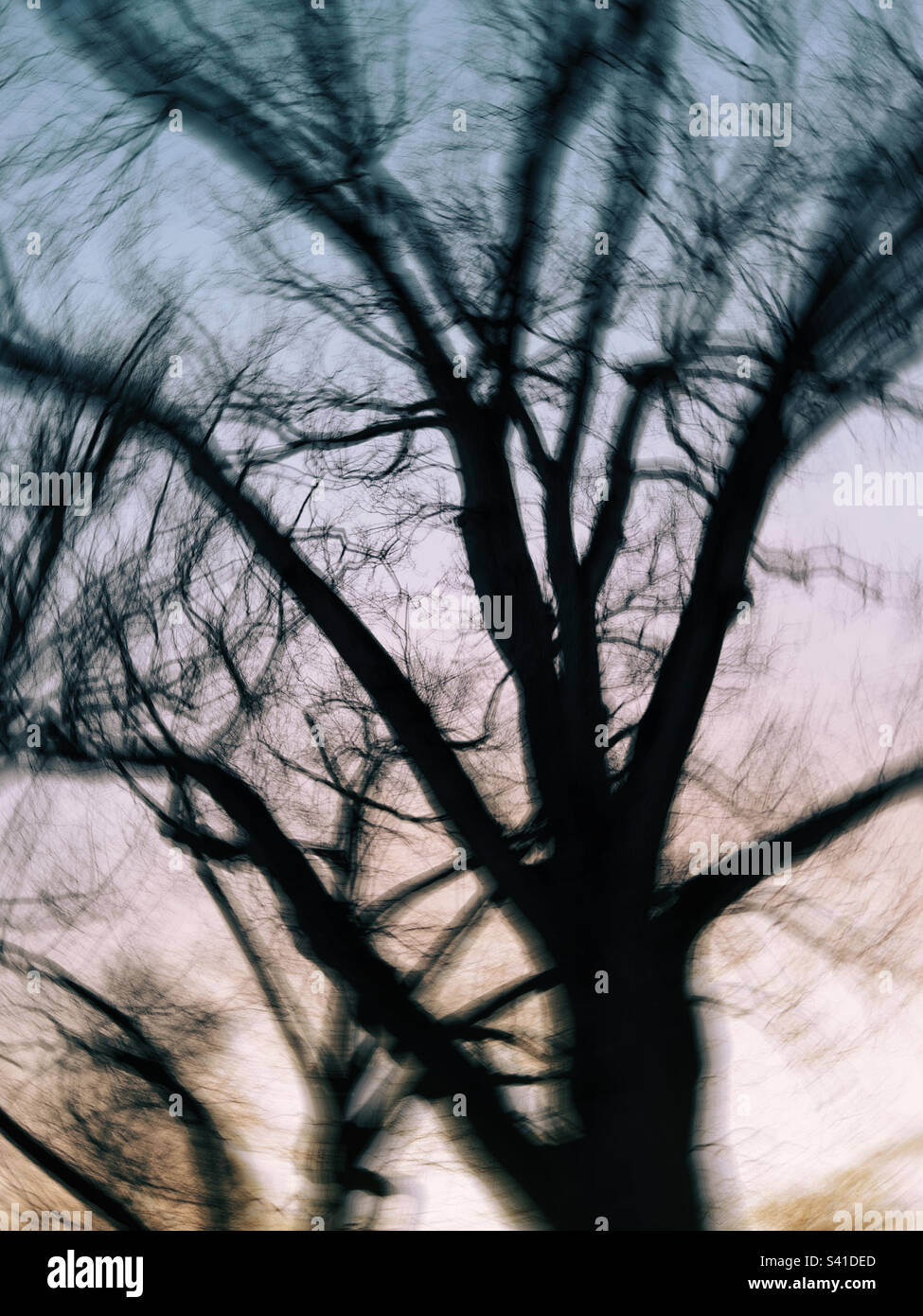 Silhouettes d'arbres à longue exposition floues pendant l'hiver au New Jersey, aux États-Unis. Banque D'Images