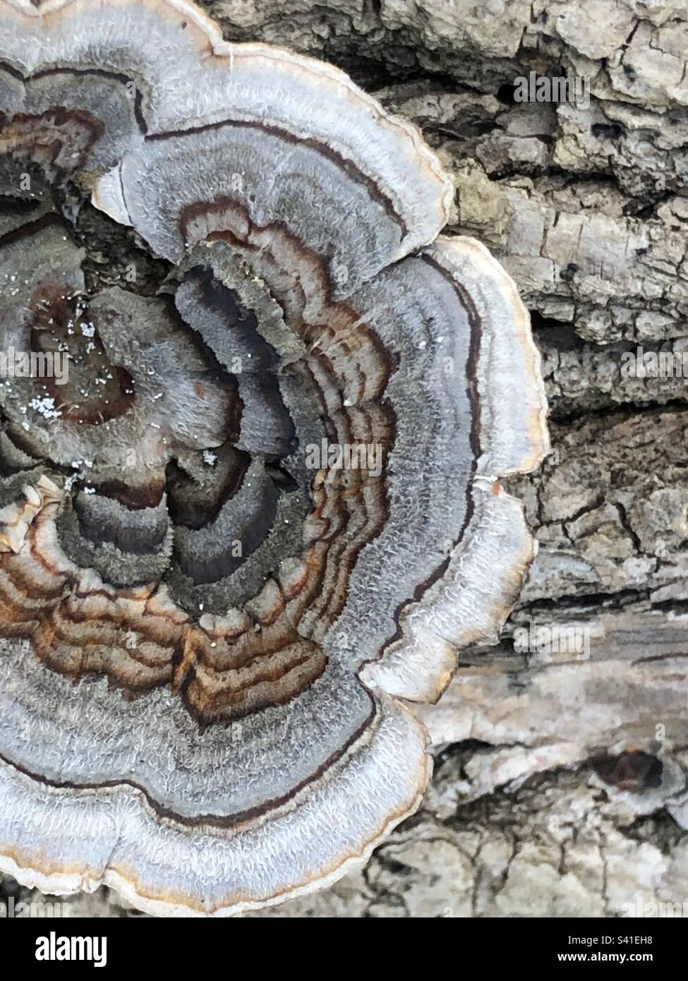 Polyporaceae sur arbre. Champignons sur arbre. Banque D'Images