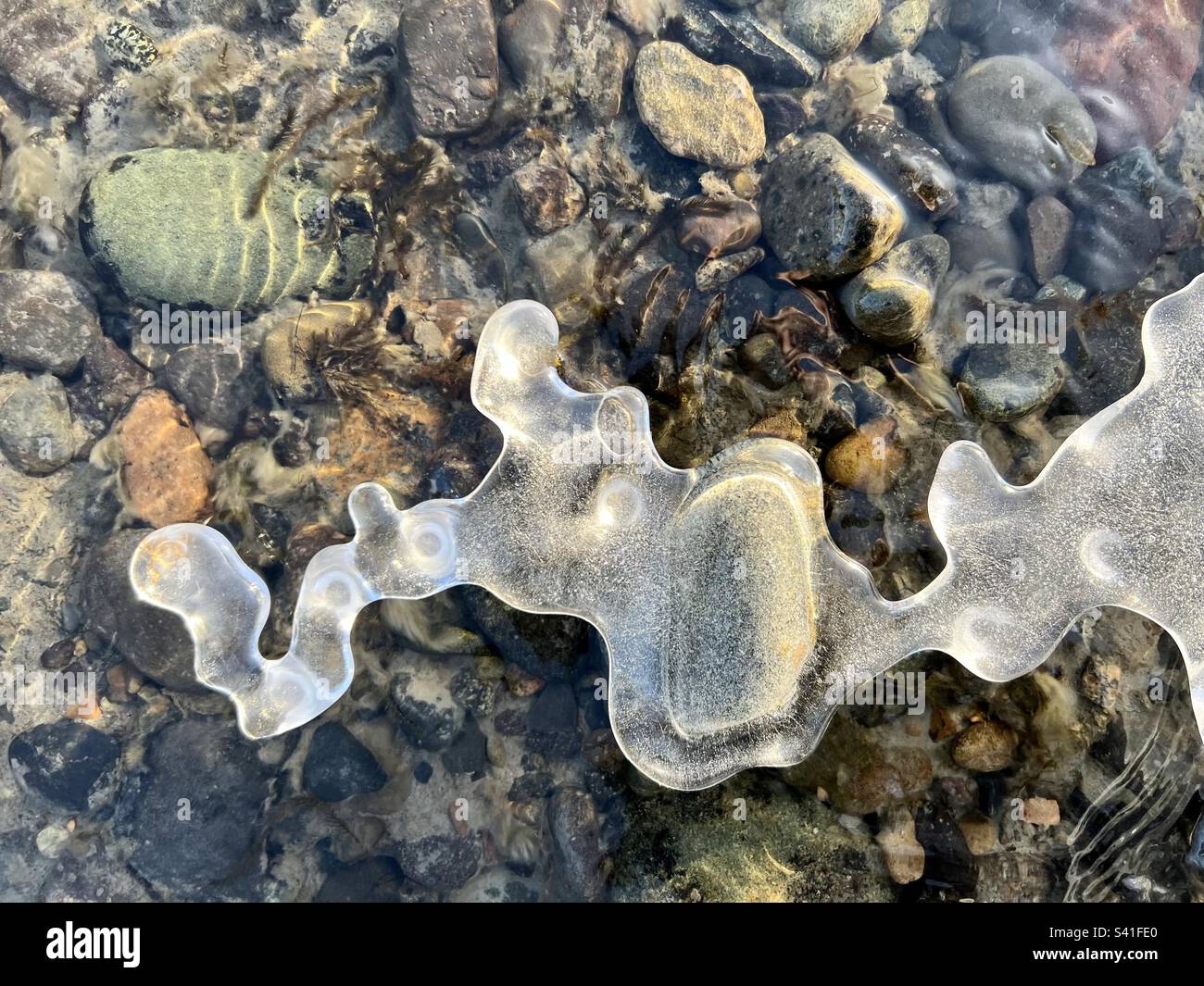 Sculpture incurvée semi-transparente sur glace avec petites bulles d'air enfermées ; rochers de rivière colorés immergés en dessous. Fleuve Yukon, Whitehorse. - Image de stock capturée avec un smartphone