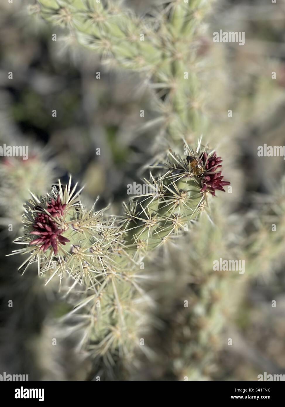 Portrait, abeille pollinisante, corolle bourgeonnante de buckhorn, cactus, désert de Sonora, Arizona Banque D'Images