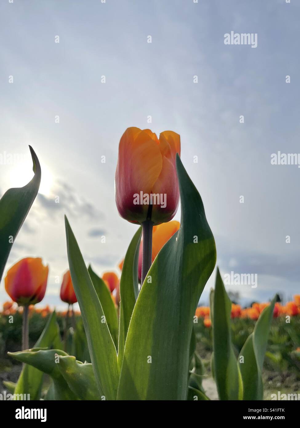 Gros plan d'une fleur de tulipe orange. Banque D'Images
