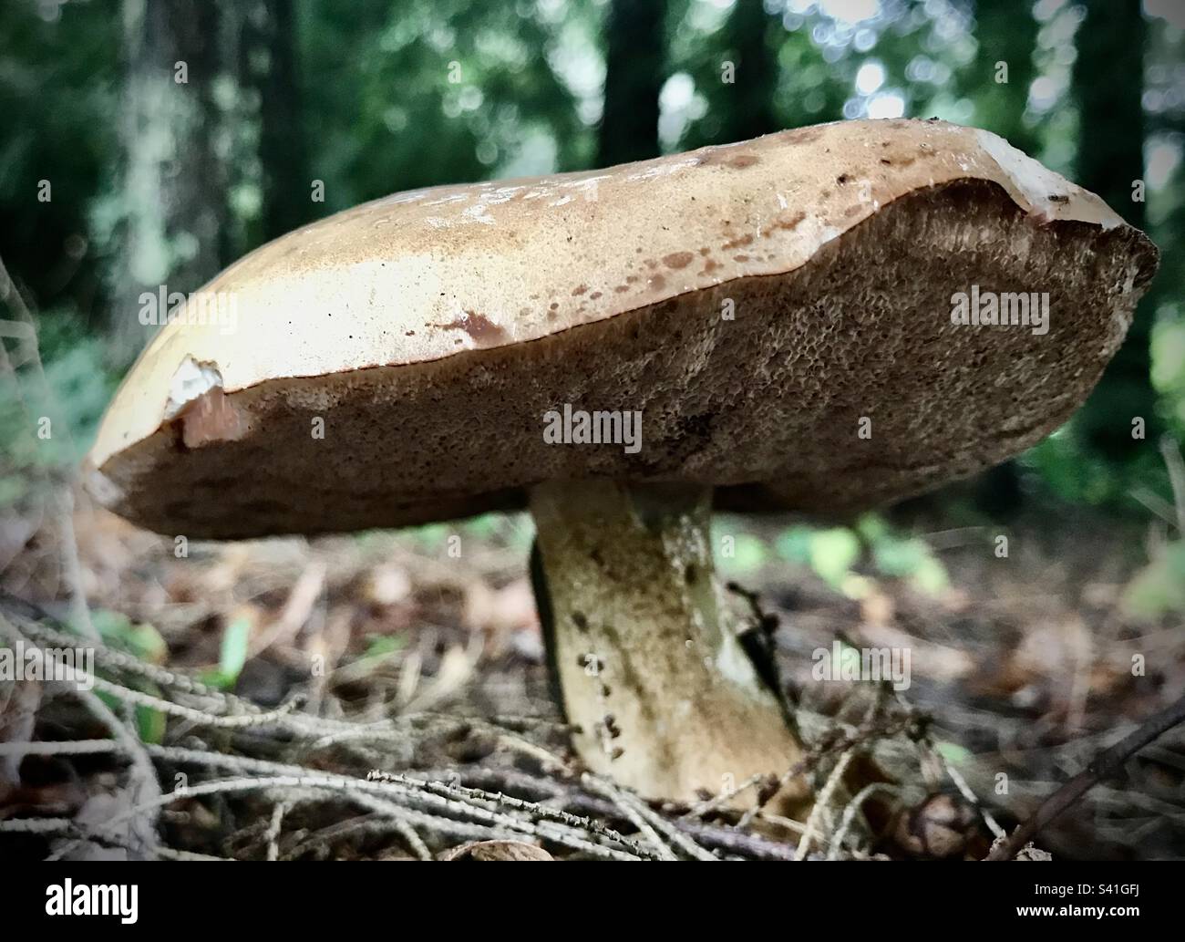 Champignon Bolete de bronze Banque D'Images