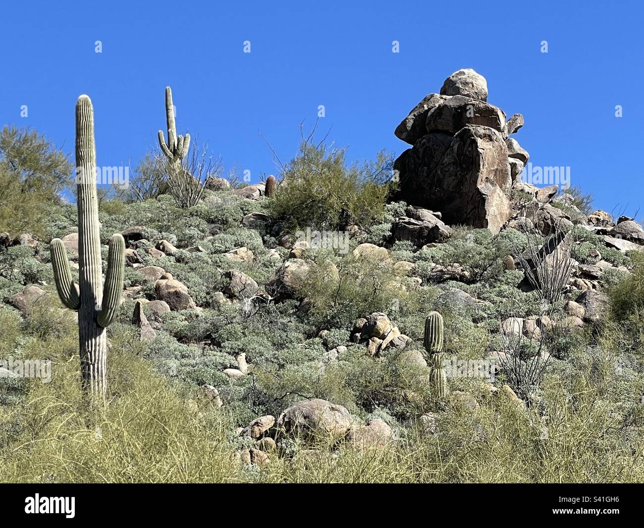 Formation de roche, désert de Sonoran, écureuil d'Anime, femme en colère, imaginer, saguaros, ciel bleu brillant, sentier Adero Canyon, réserve de montagne McDowell, Fountain Hills, Arizona Banque D'Images
