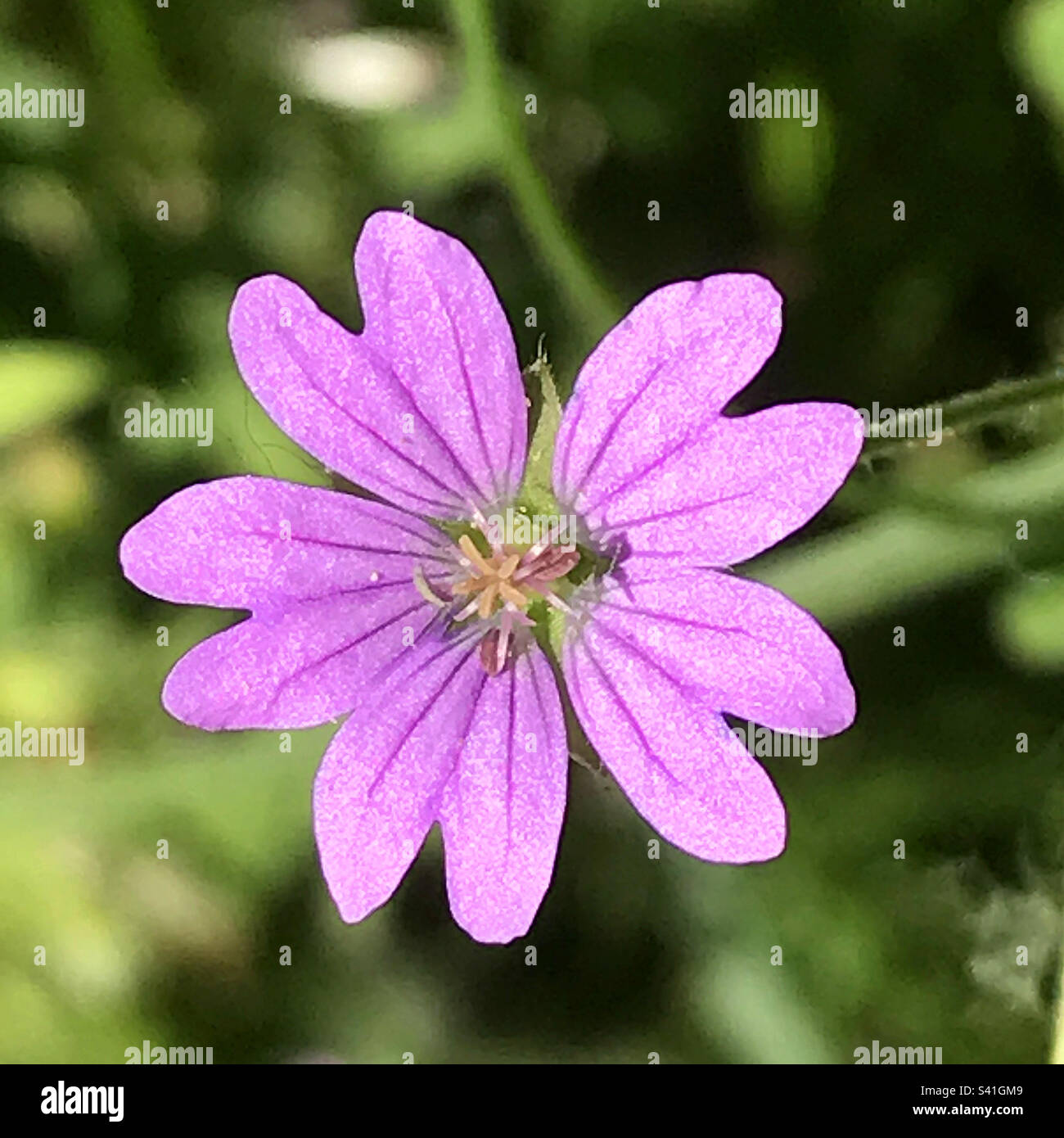 Fleur mauve - Image de stock capturée avec un smartphone