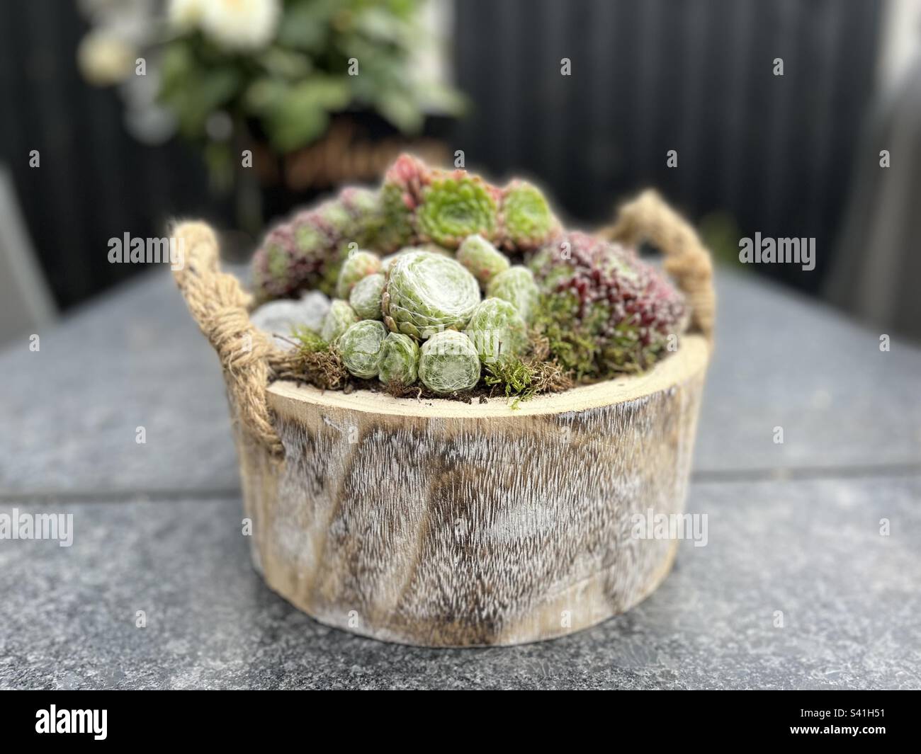 Panier en bois avec cactus Banque D'Images