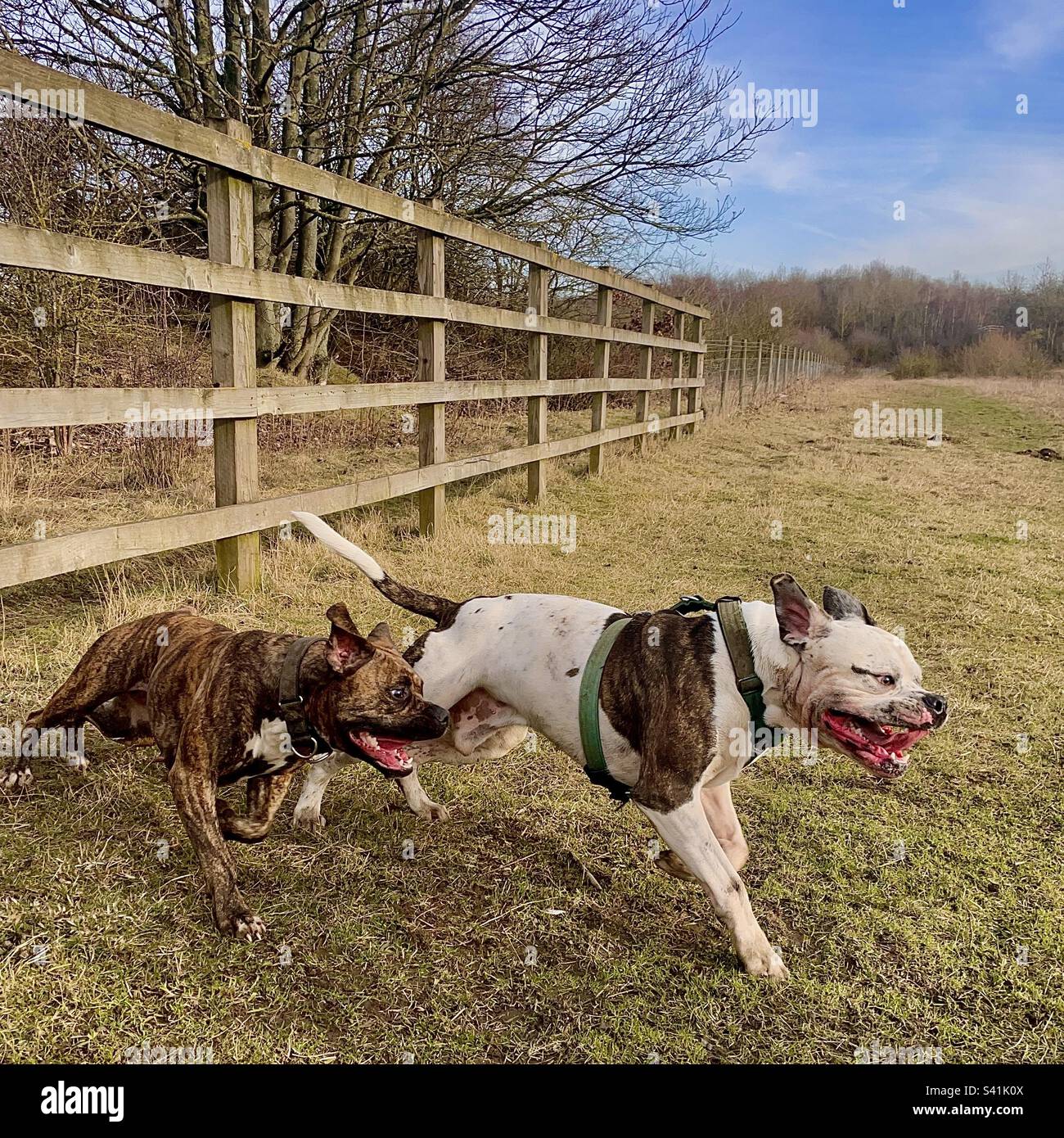 Deux chiens jouant Banque D'Images