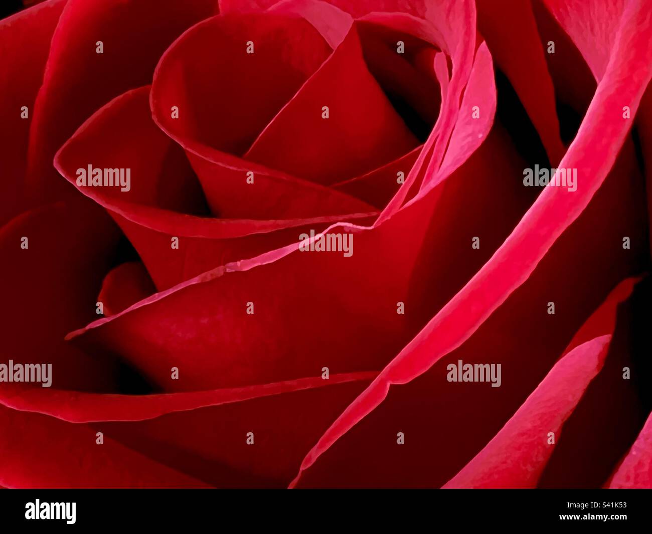 Rose rouge close up - Image de stock capturée avec un smartphone