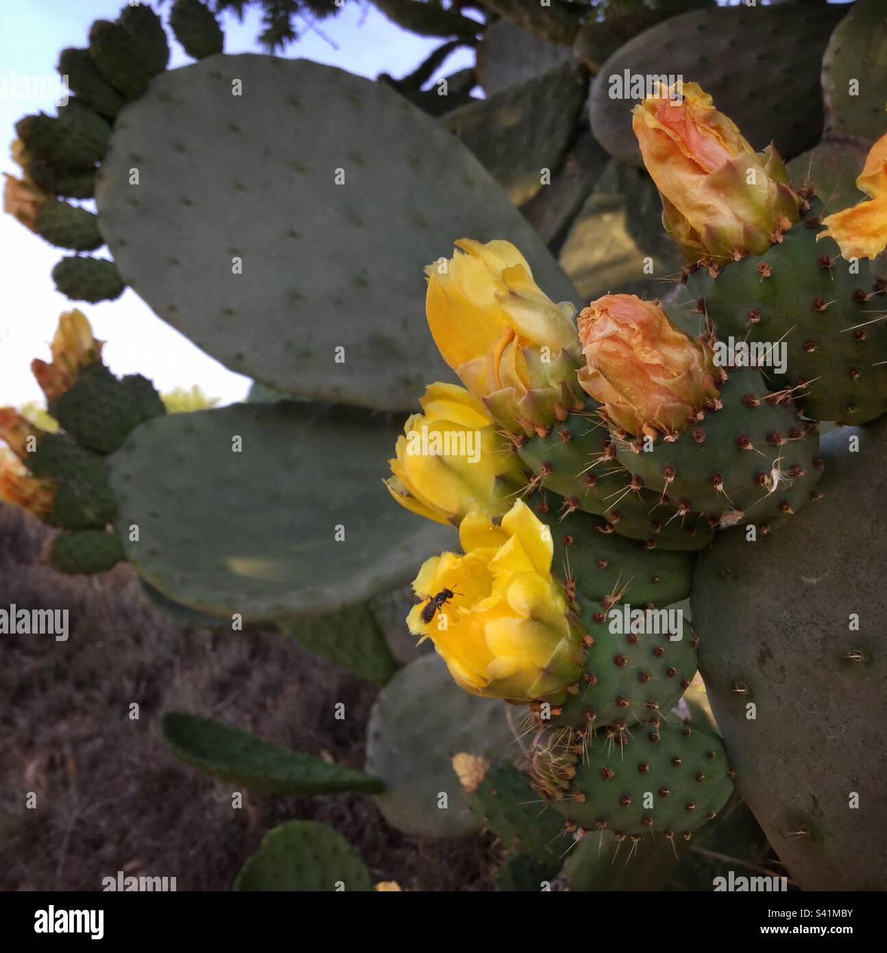 Pickly Pear Cactus en fleur, Catalunya, Espagne. Banque D'Images