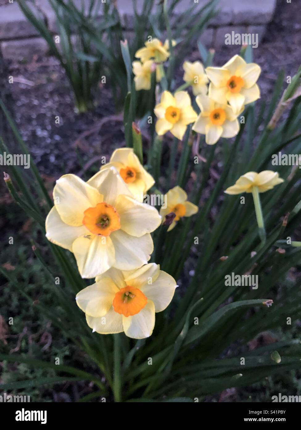 Jonquilles, le premier signe du printemps. Banque D'Images