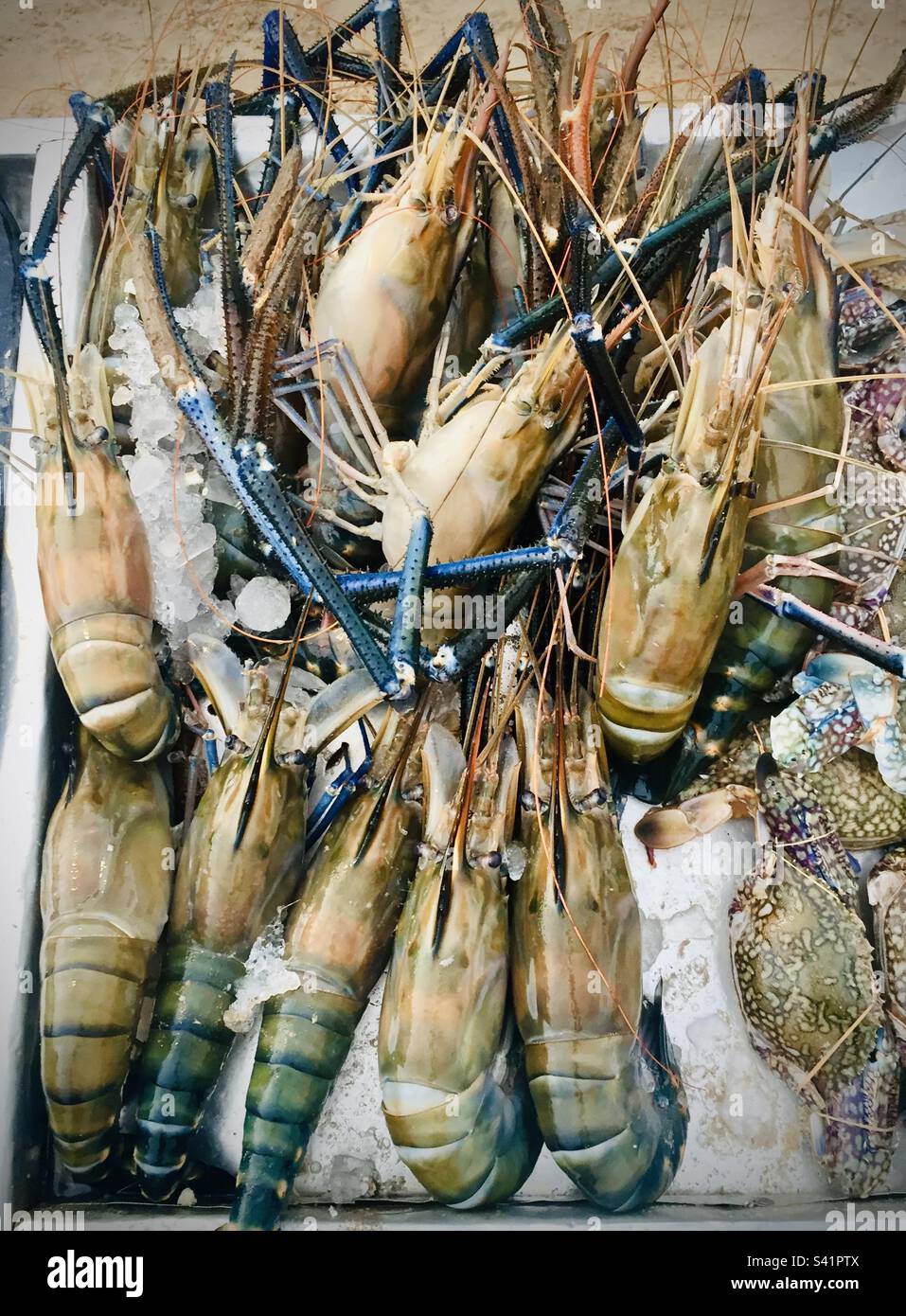 Une prise d'écrevisses ou de homards sur glace prête pour les clients sur une plage au Sri Lanka - Image de stock capturée avec un smartphone