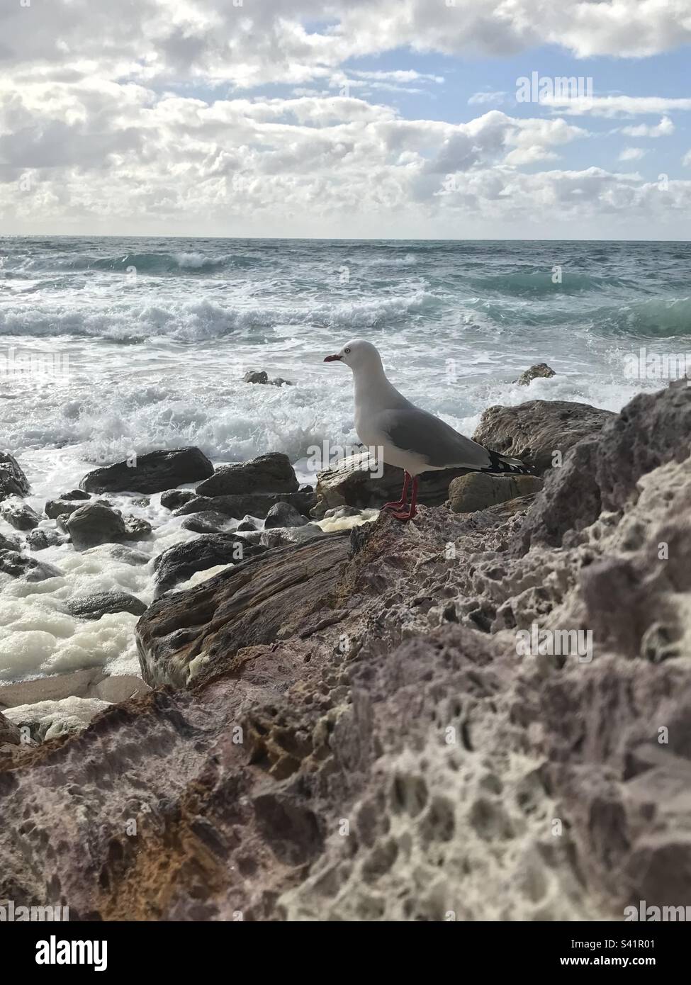 Seagull on the rocks Banque D'Images