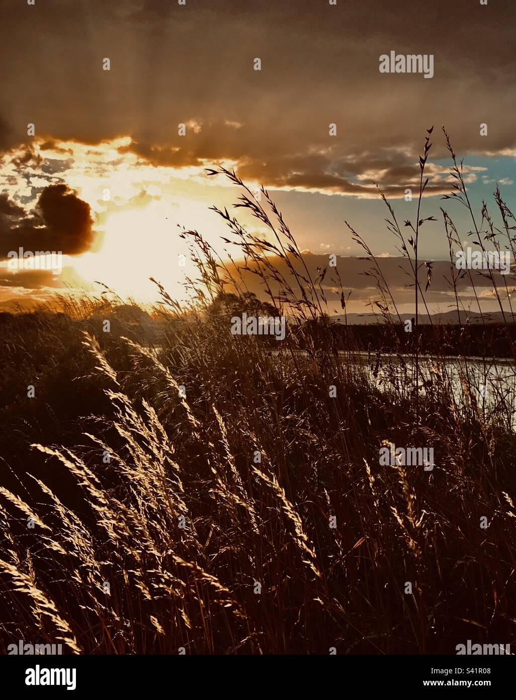 Lumière du soir sur l'herbe Banque D'Images