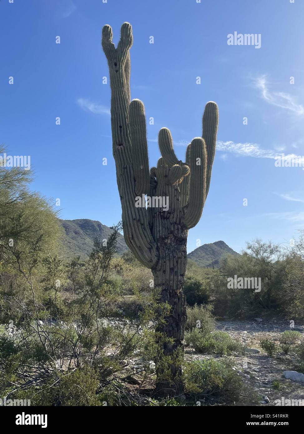 Lapin Aguaro, cristate Saguaro, saguaro à crête, saguaro géant, tirage au sort, Phoenix Mountain Preserve, Arizona, 40th Street Trailhead Banque D'Images