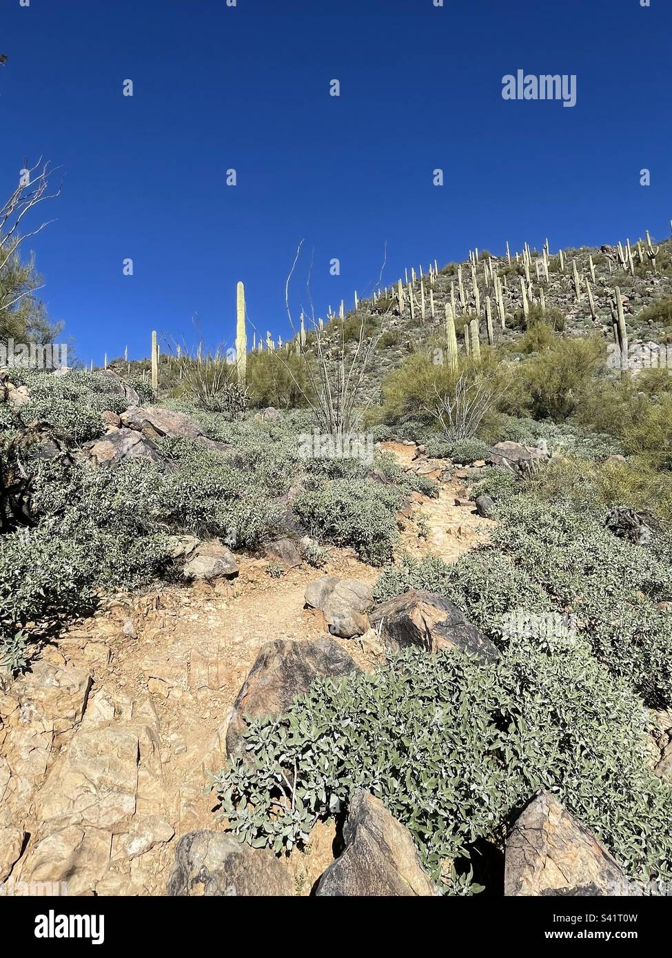 Adero Canyon Trail, tissage entre des buissons fragiles, escalade de la montagne dans la forêt de cactus de saguaro, ciel bleu brillant, Fountain Hills, Arizona, McDowell Mountain, Réserve du désert de Sonoran Banque D'Images
