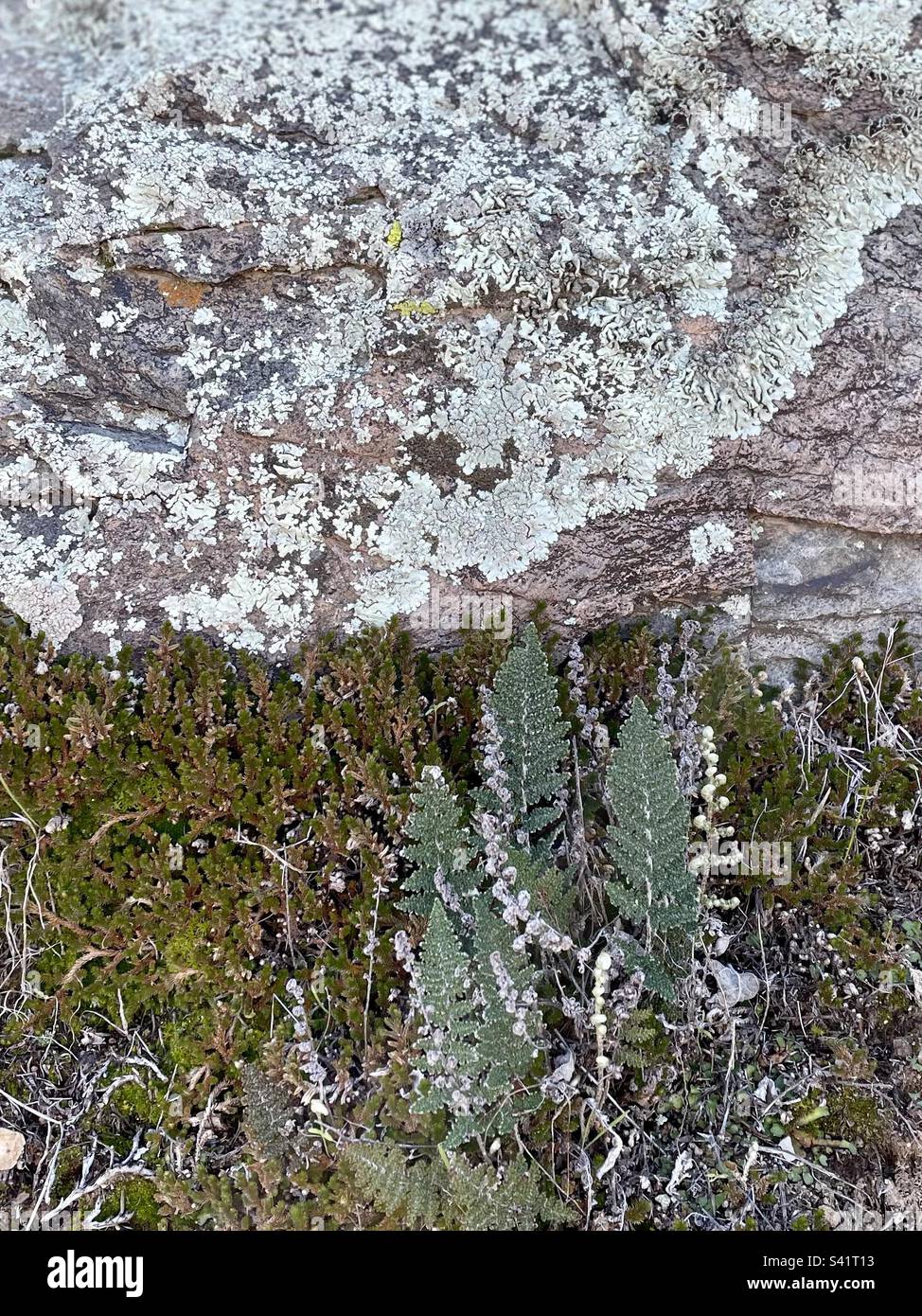Tons de vert dans un désert, gros plan, fougères, usine de résurrection, lichens sur bloc de granit, désert de Sonoran, réserve de montagne McDowell, sentier Adero Canyon, Fountain Hills, Arizona Banque D'Images