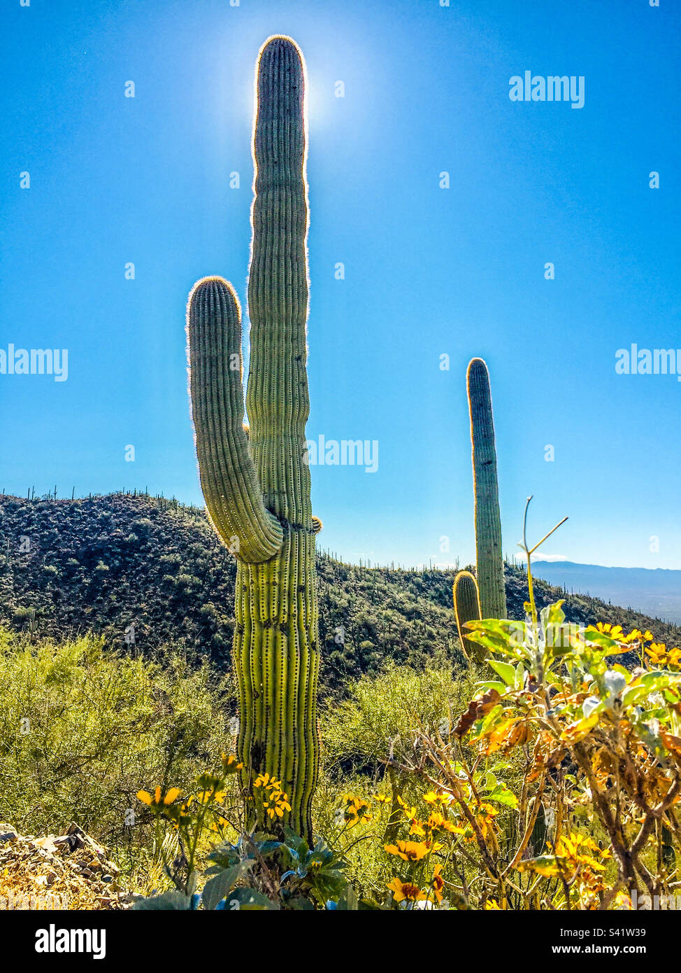 Cactus géants de Saguaro dans le désert de l’Arizona aux États-Unis Banque D'Images