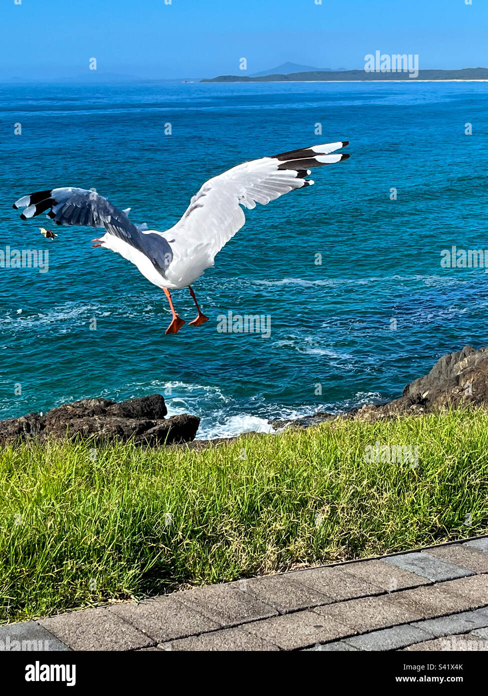 Seagul en vol, mouette argentée australienne, ailes se répandent, océan dans le soupir - Image de stock capturée avec un smartphone