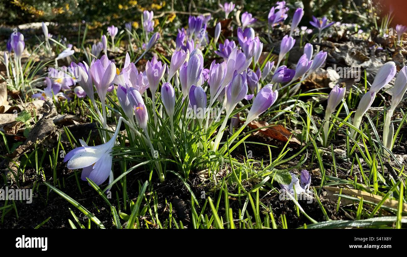 Fleurs de crocus pourpres en fleur - Image de stock capturée avec un smartphone