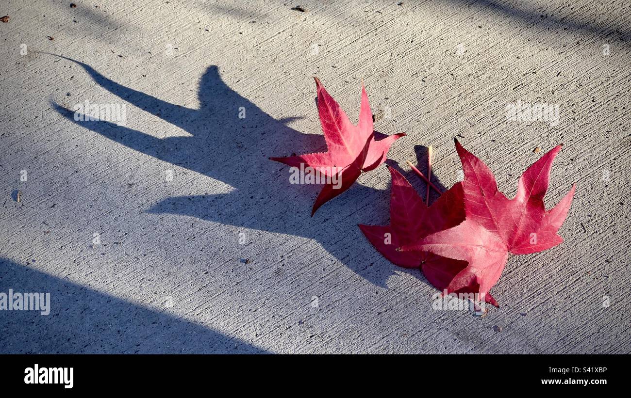 Deux feuilles d'érable rouge, projetant de longues ombres sur le trottoir de ciment où elles sont tombées. En fin d'après-midi en Californie du Sud Banque D'Images Deux feuilles d'érable rouge, projetant de longues ombres sur le trottoir de ciment où elles sont tombées. En fin d'après-midi en Californie du Sud Banque D'Images