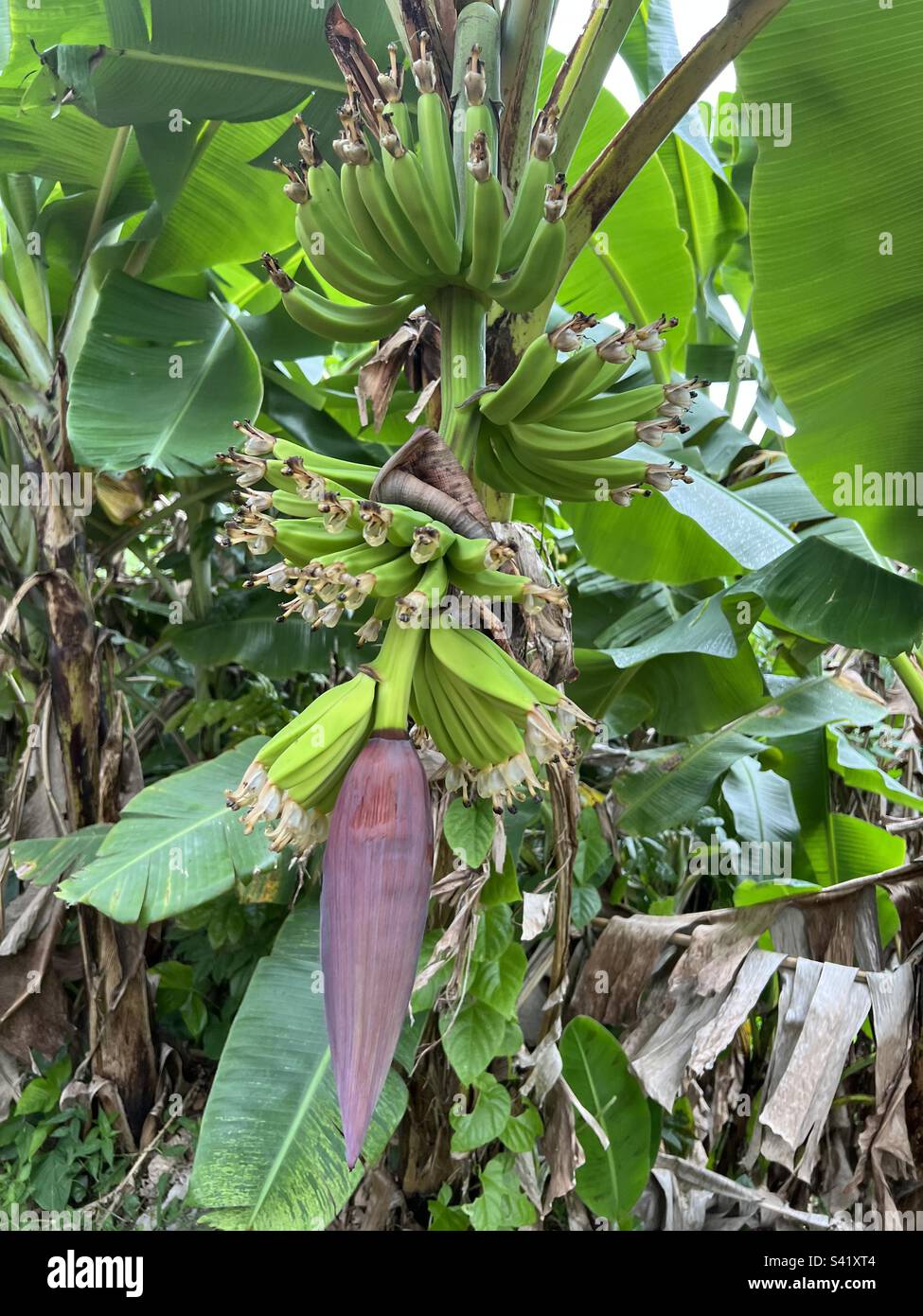 Cuisine Banana Plant, Porto Rico - Image de stock capturée avec un smartphone