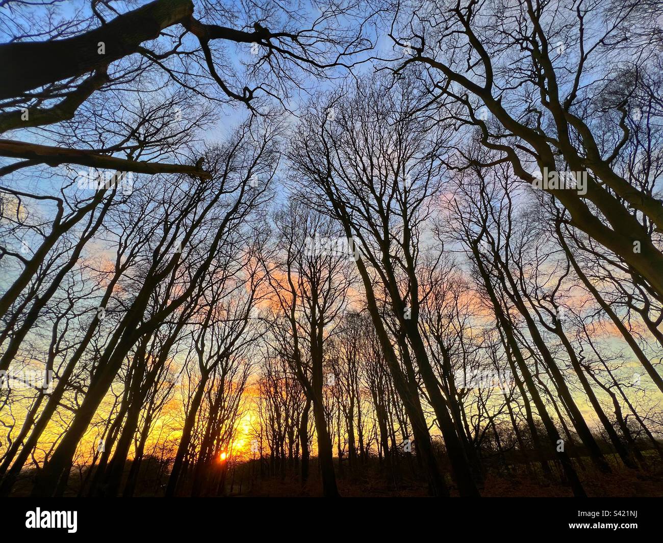 Arbres de bois d'hiver taperés au coucher du soleil Banque D'Images