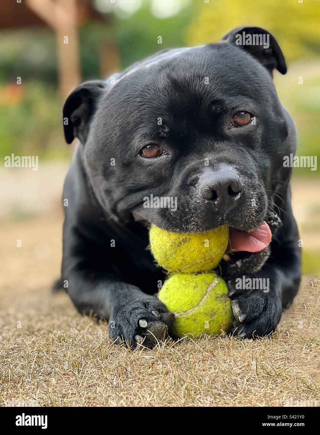 Staffordshire Bull Terrier chien couché sur l'herbe avec deux balles de tennis. Il mâche sur l'un d'eux. Banque D'Images